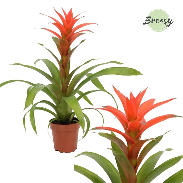 Guzmania 'Deseo Salmon'