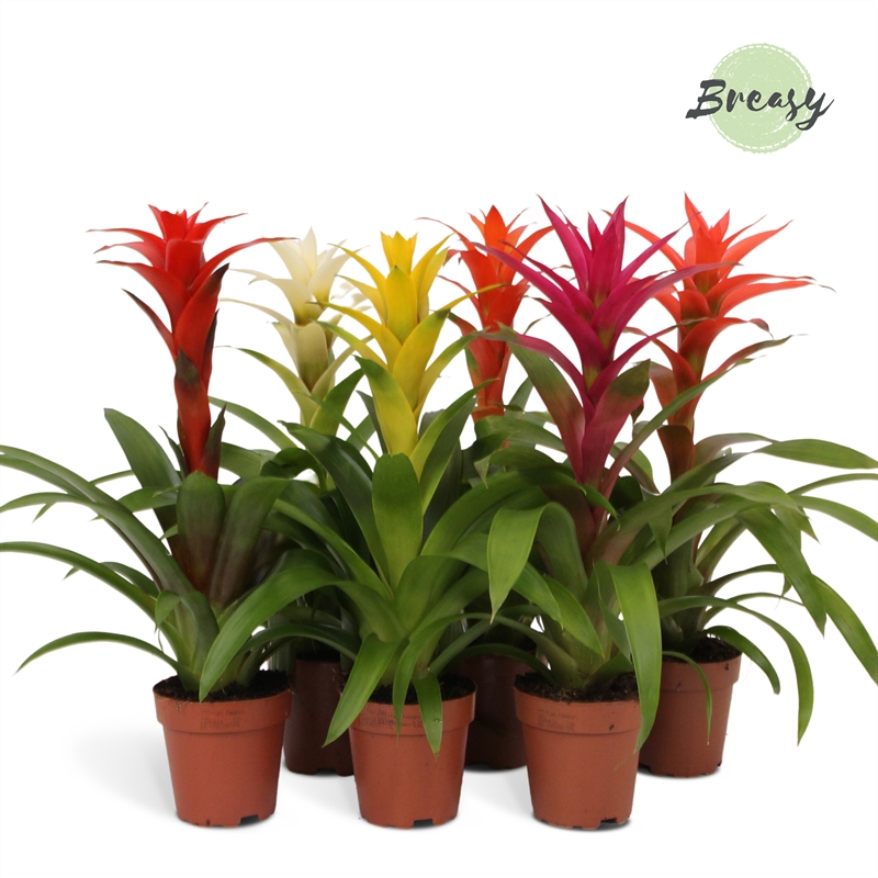 Guzmania mix 