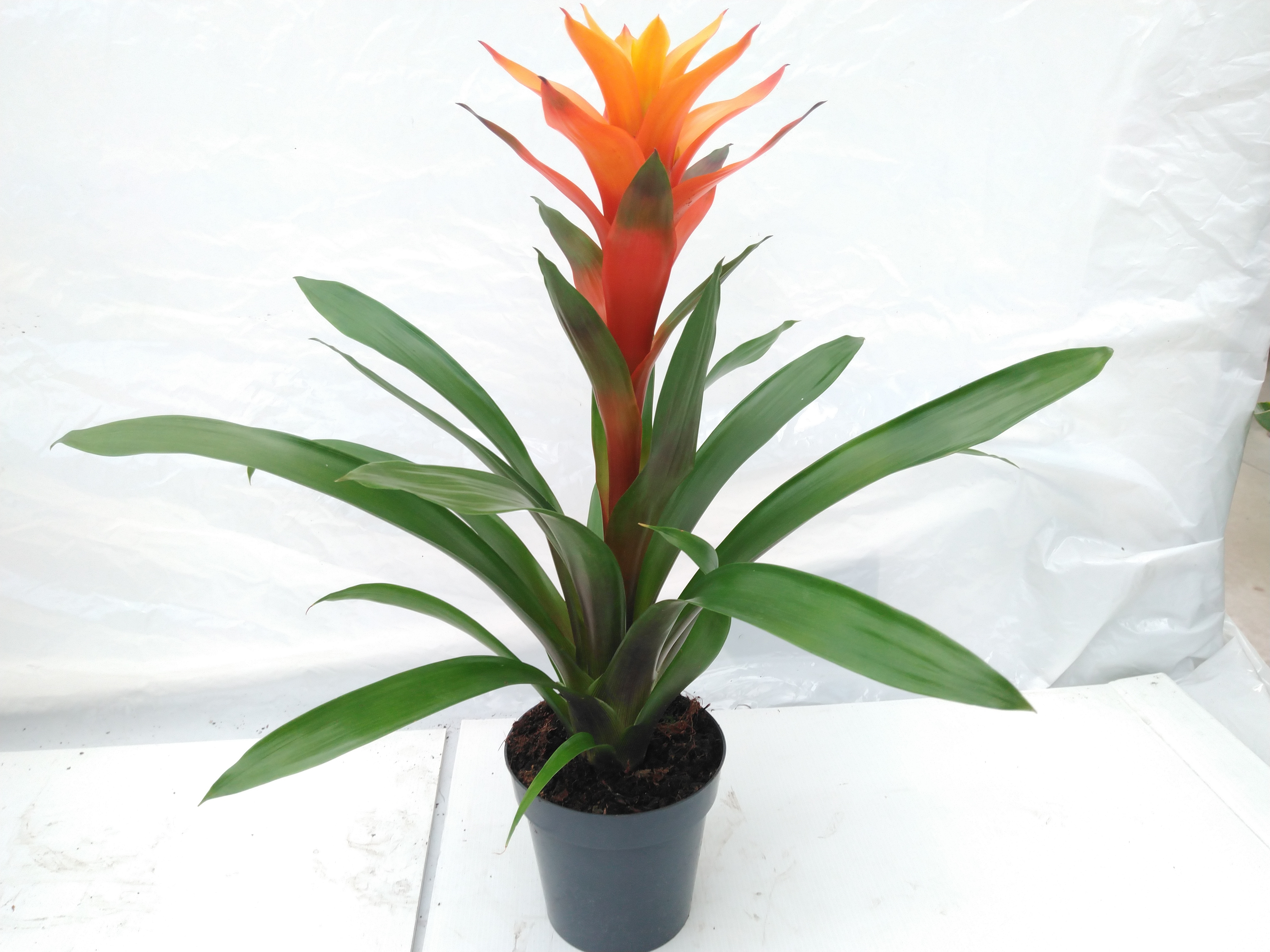 Guzmania mix 