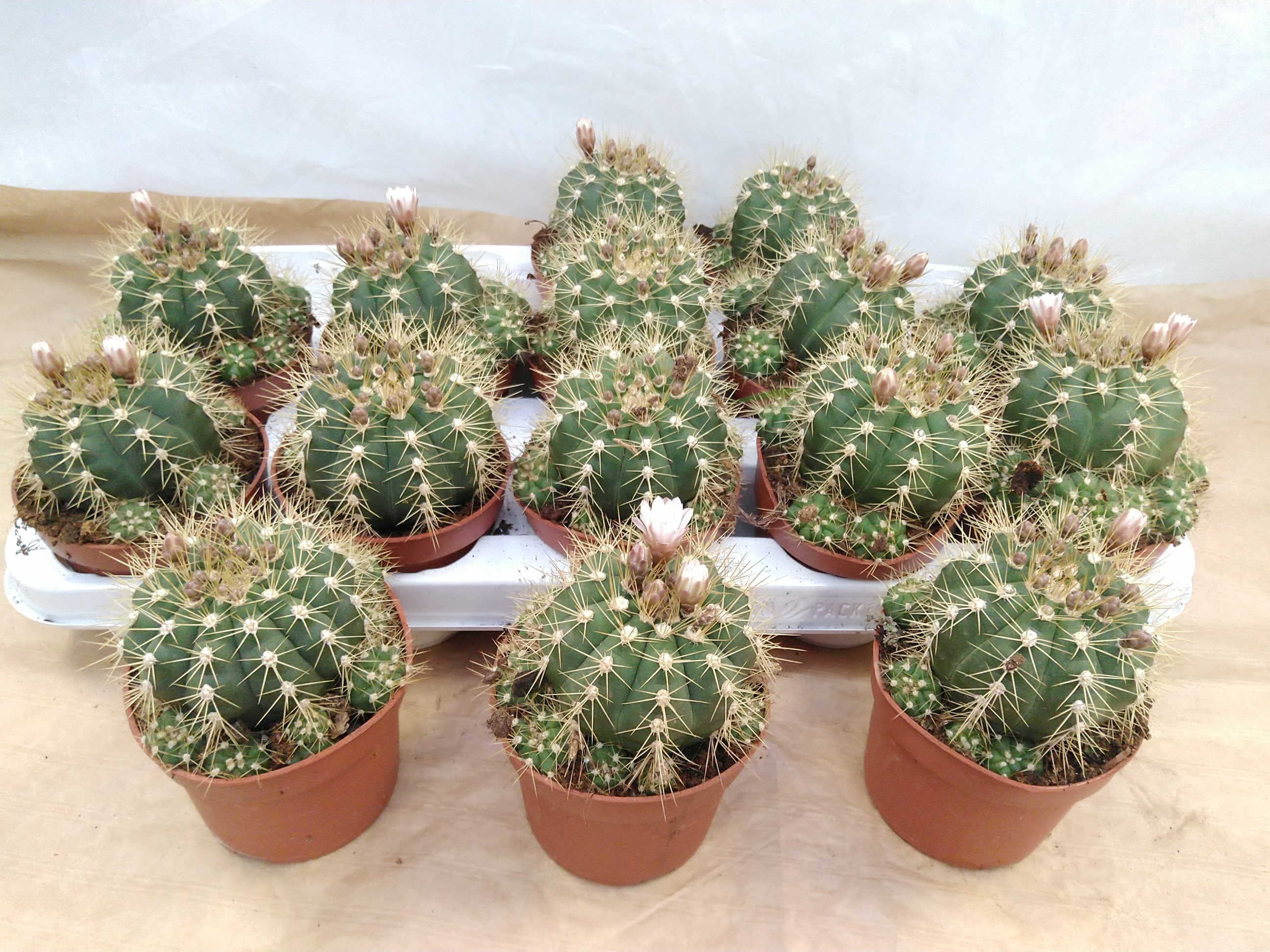Gymnocalycium Cactus
