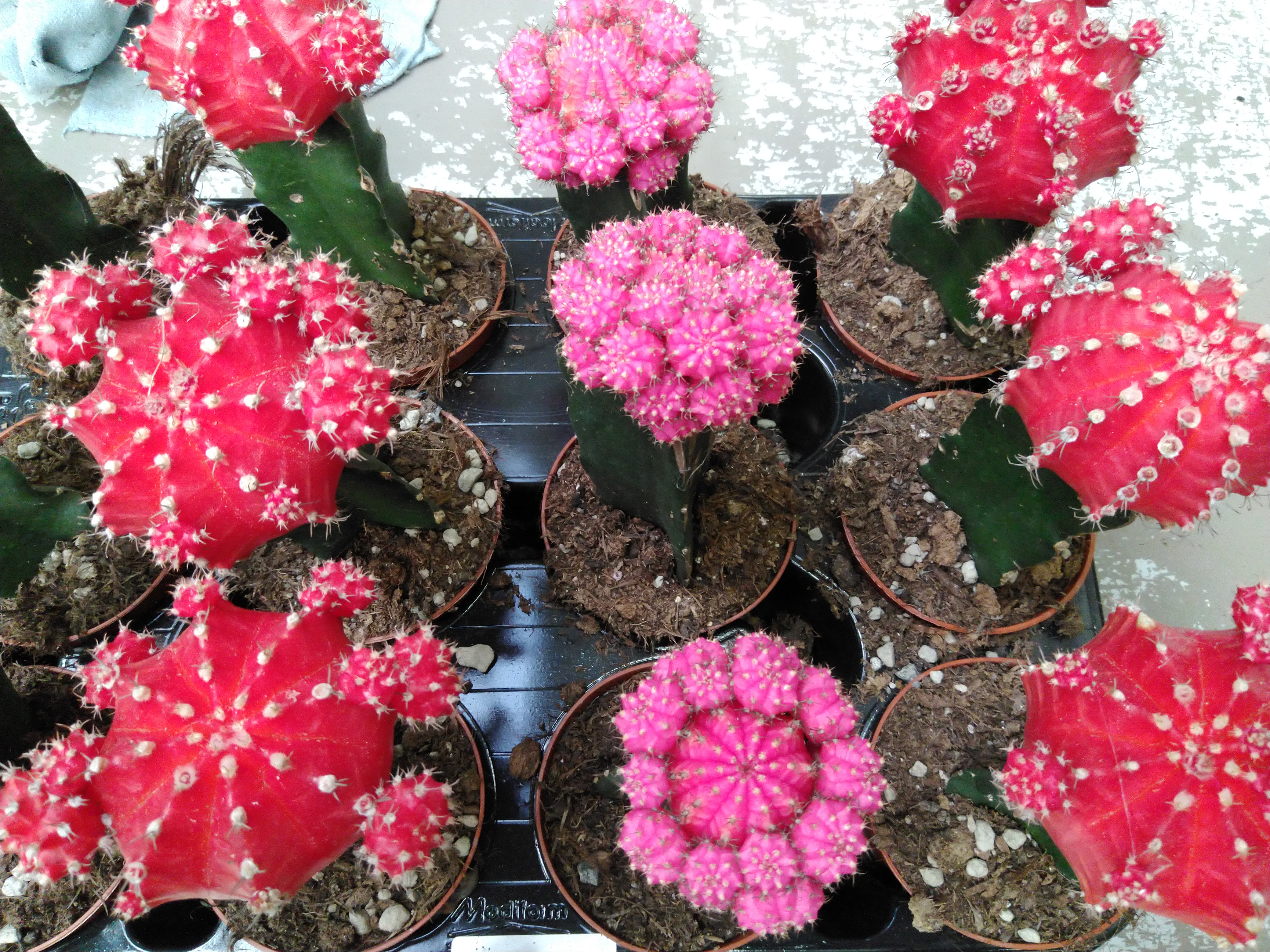Gymnocalycium cactus geënt