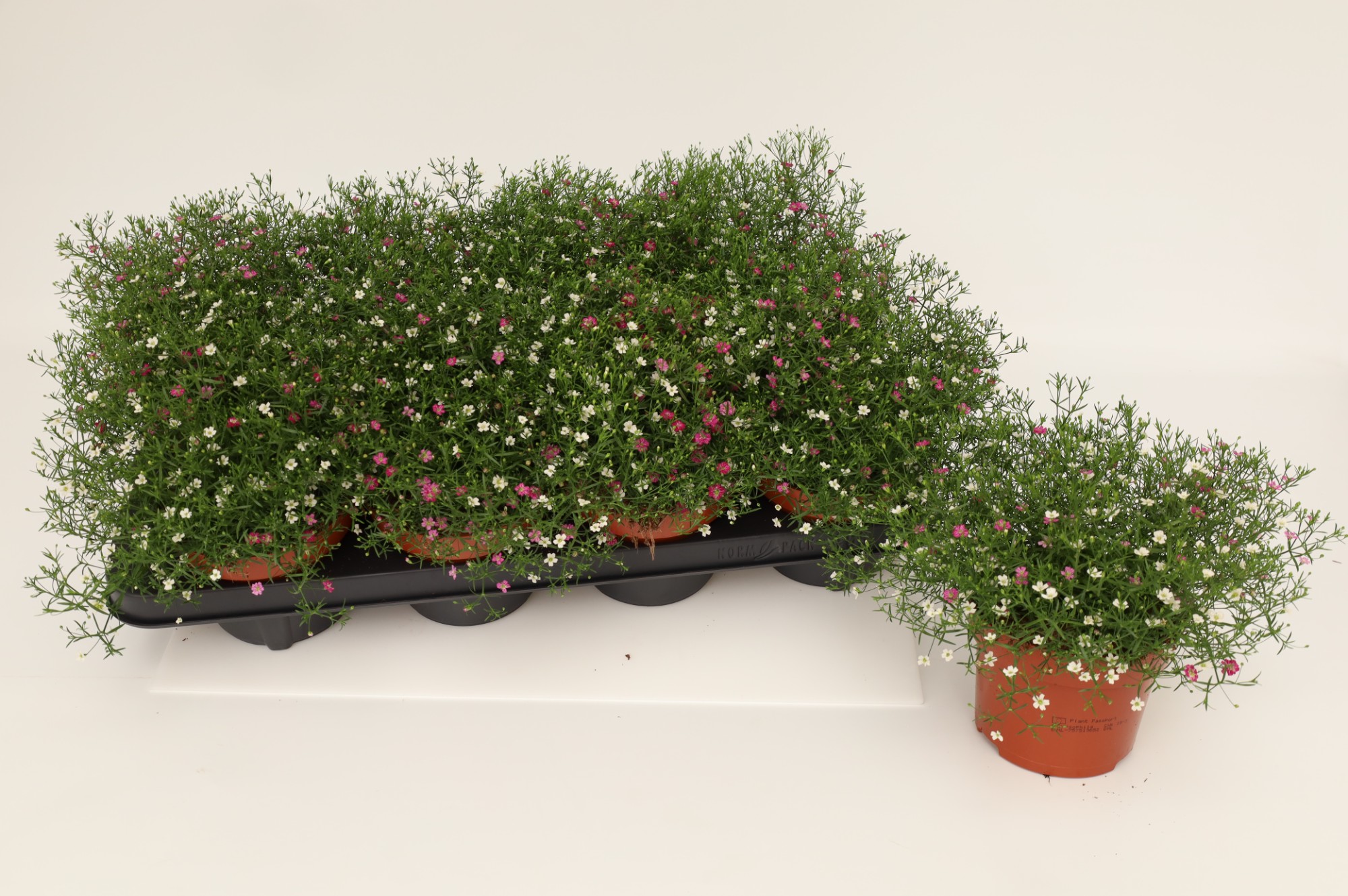 Gypsophylla muralis in kleuren P13