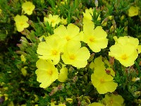 Halimium 'April Sun'®