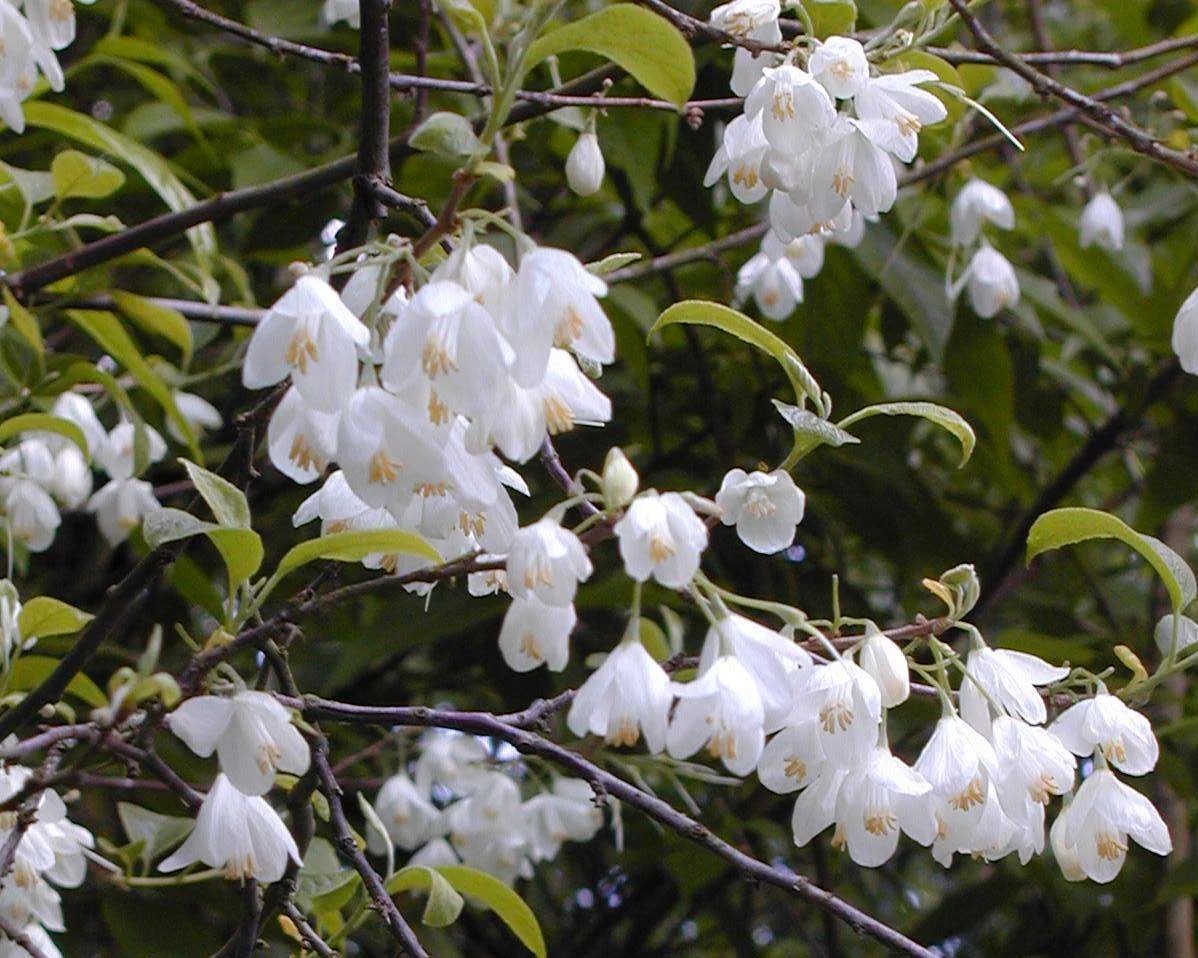 Halesia carolina