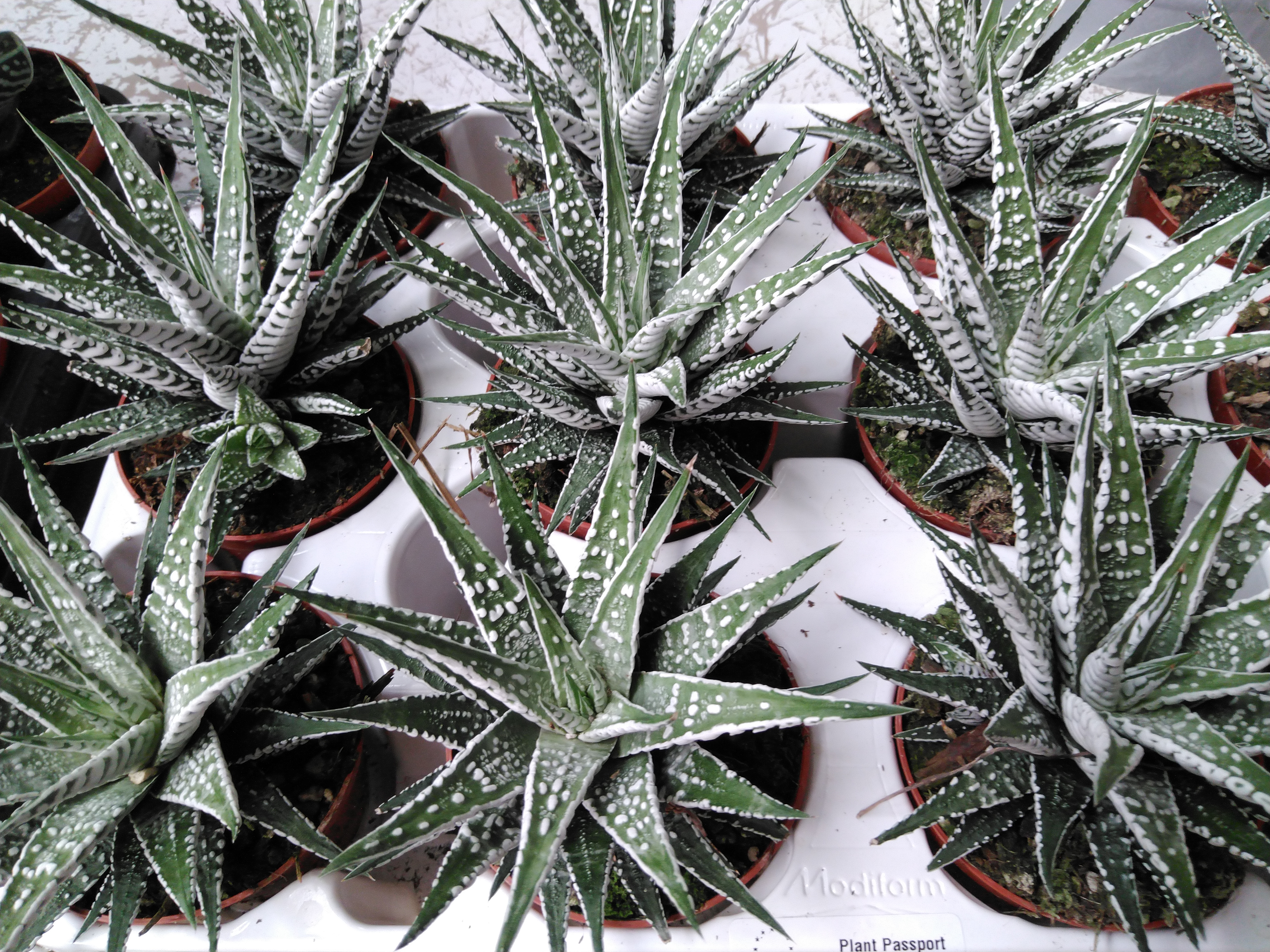 Haworthia fasciala 'Alba' Haworthia fasciala 'Alba'