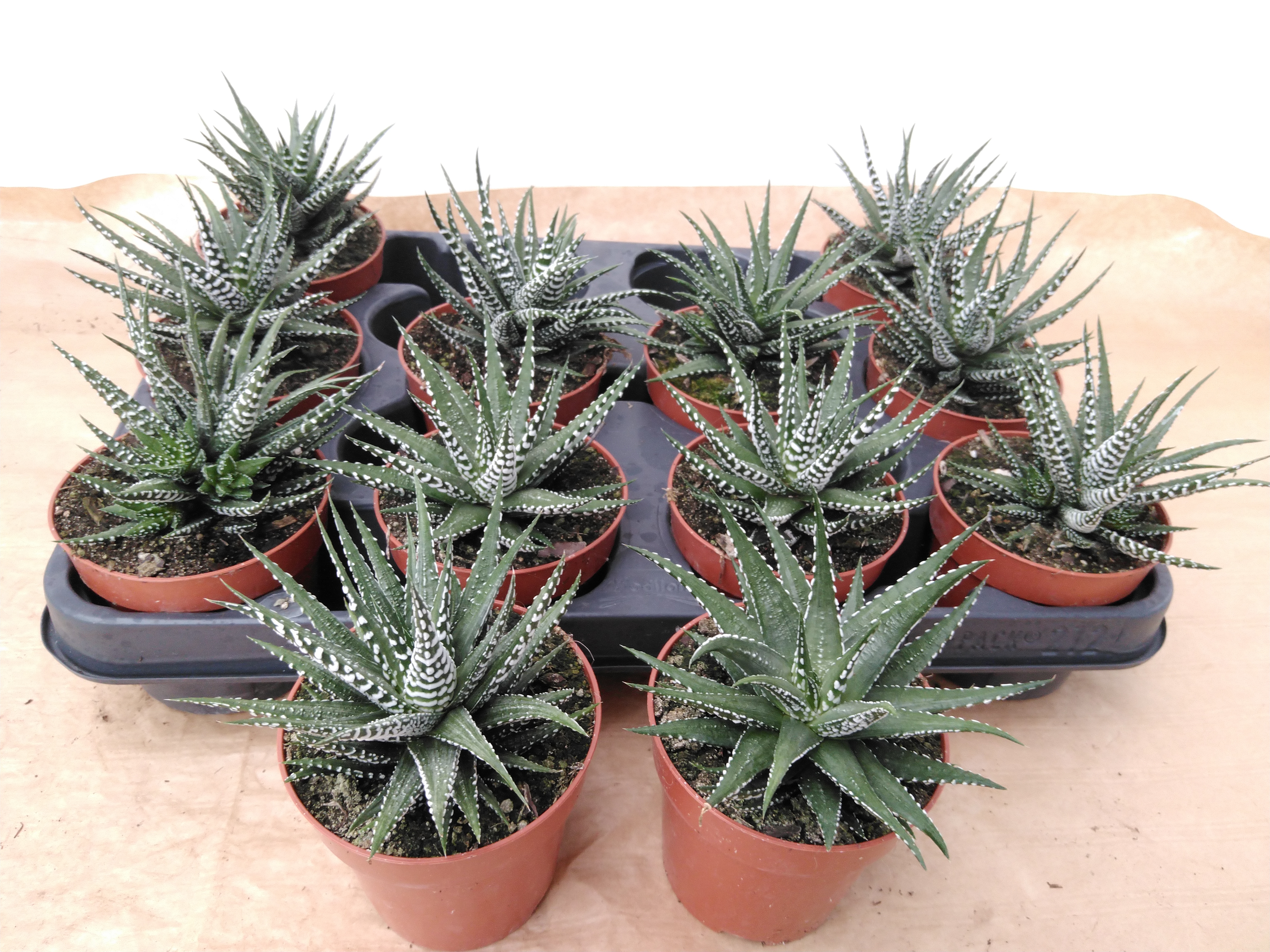 Haworthia fasciala 'Big Band' Met etiket Haworthia fasciala 'Big Band' Met etiket