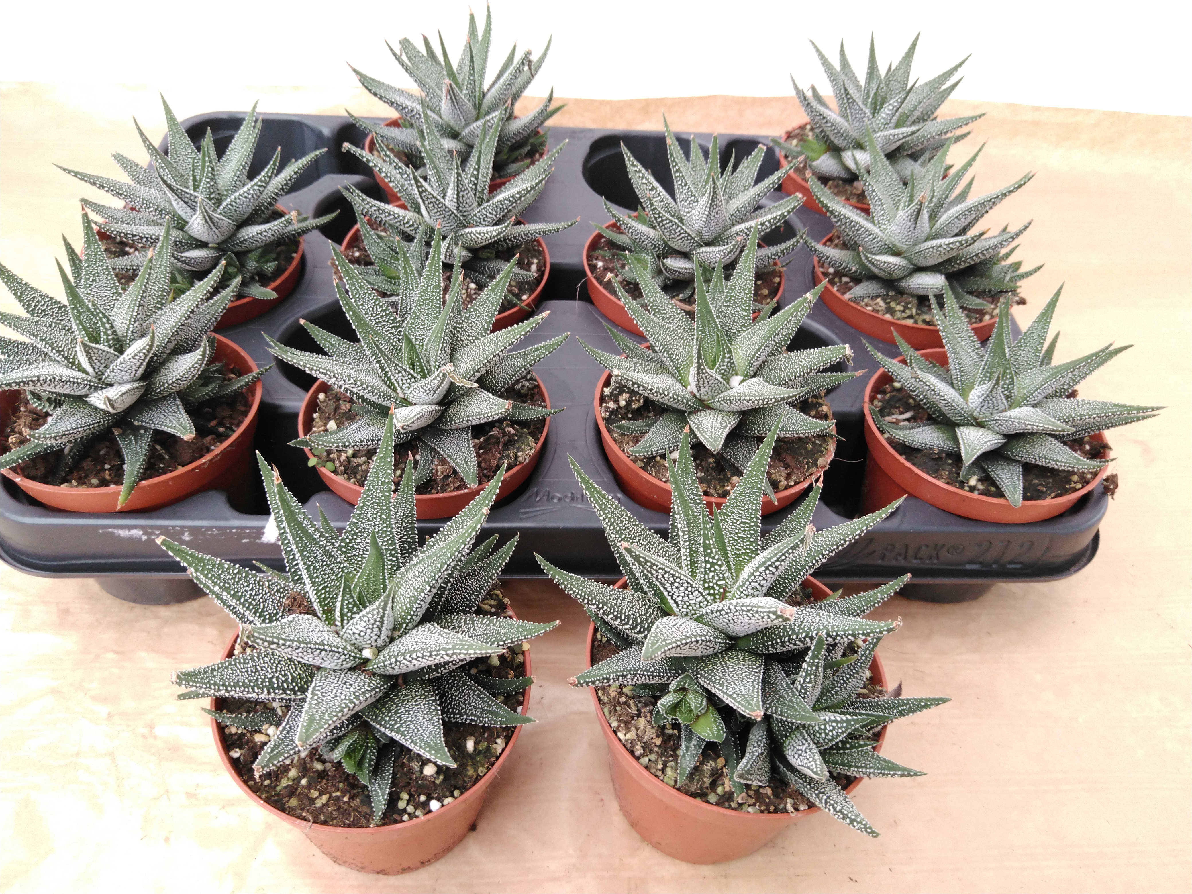 Haworthia fasciala 'Concolor' .
