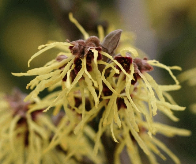 Hamamelis interm. 'Pallida' Hamamelis interm. 'Pallida'