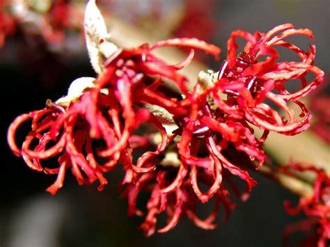 Hamamelis interm. 'Ruby Glow' Hamamelis interm. 'Ruby Glow'