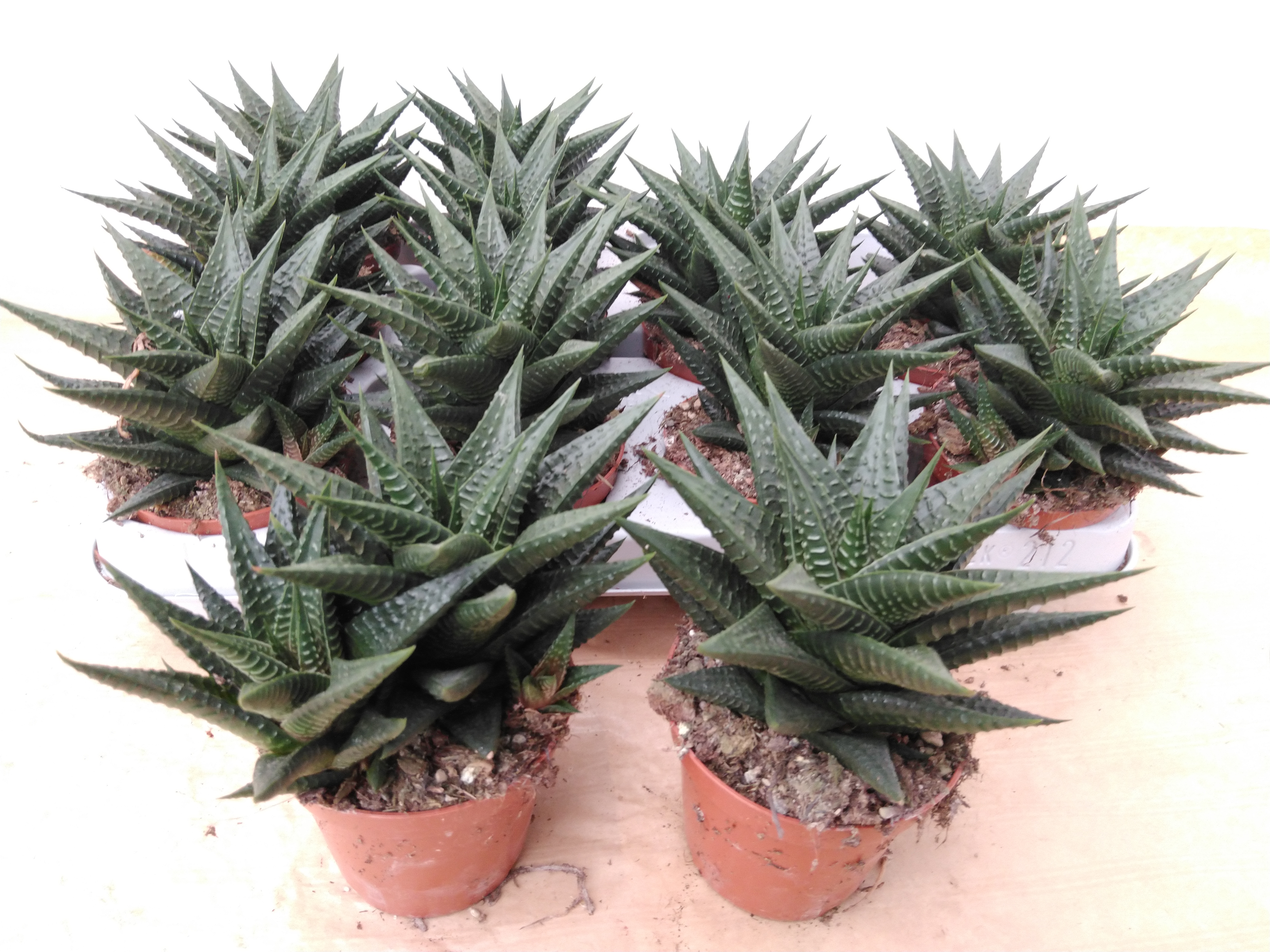 Haworthia limifolia . Haworthia limifolia .