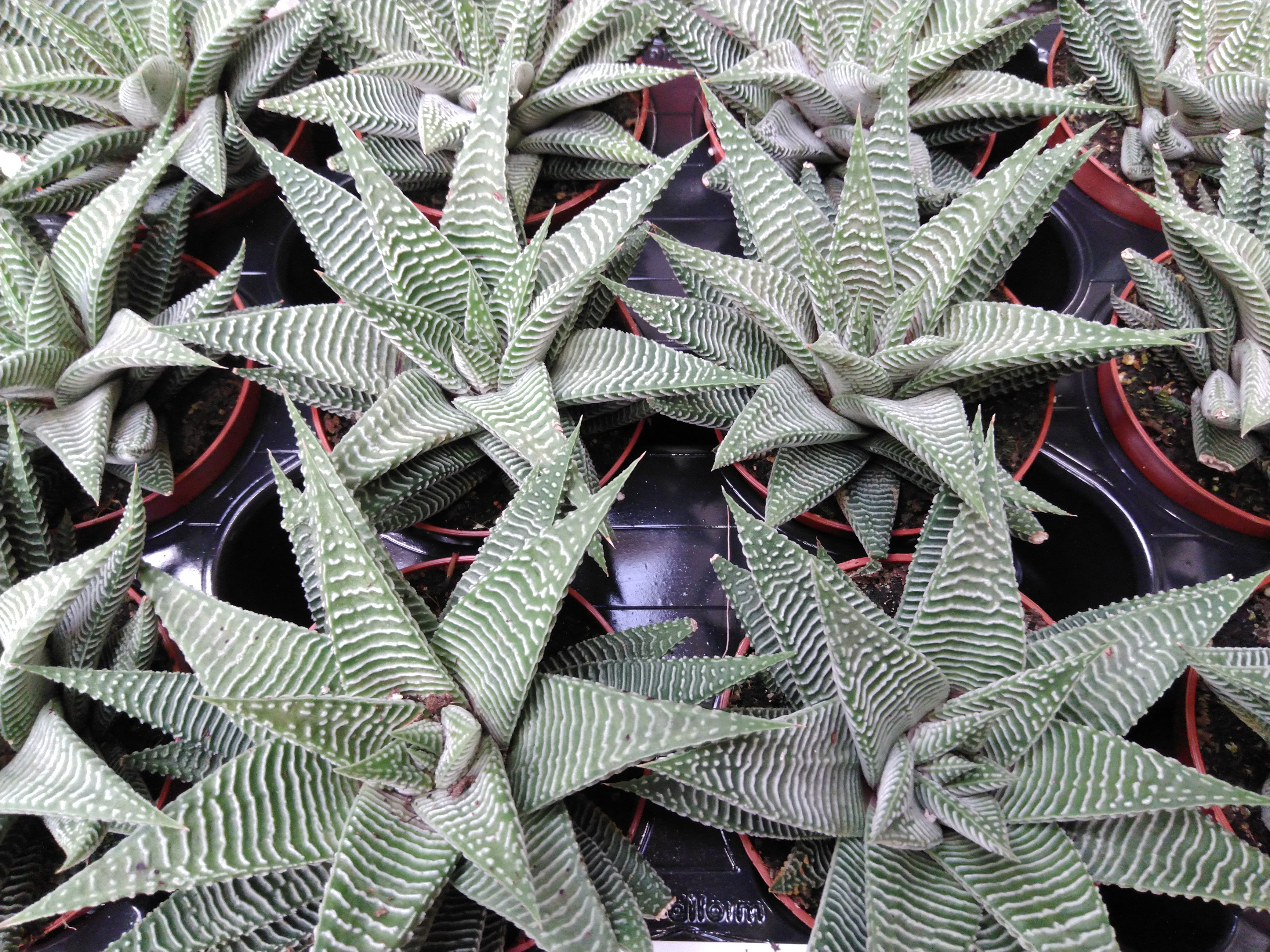 Haworthia limifolia 'Spider White' Haworthia limifolia 'Spider White'