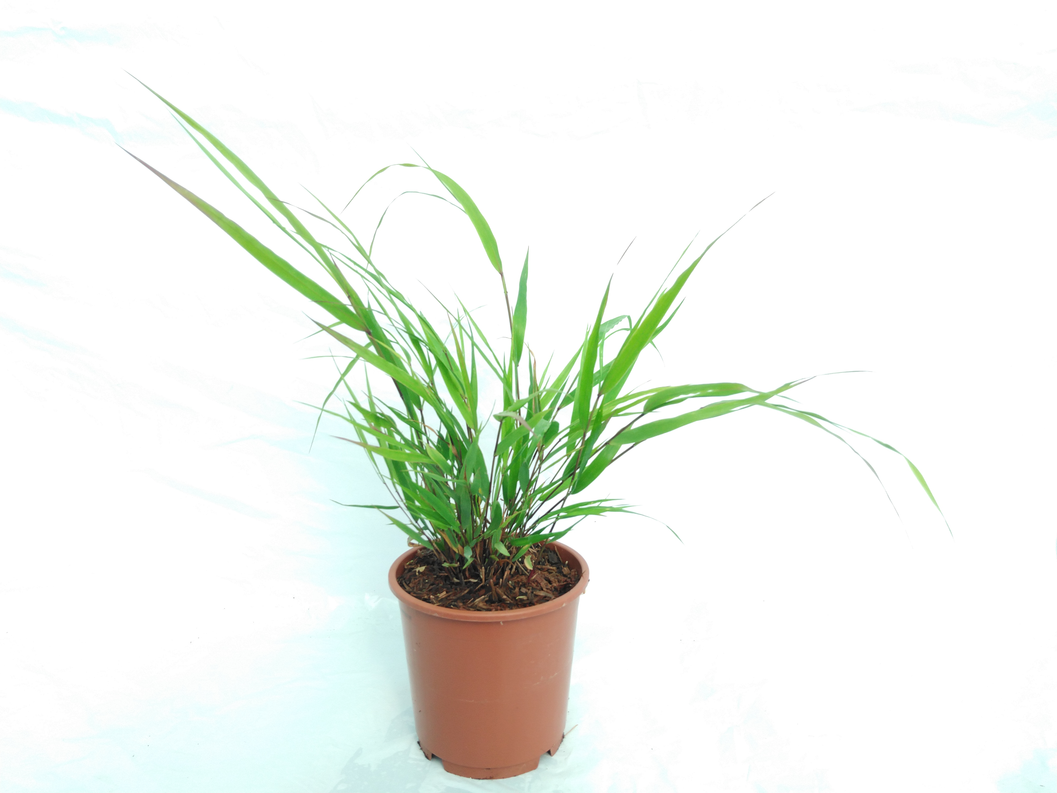 Hakonechloa macra