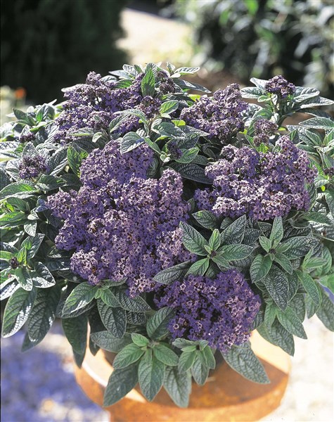 Heliotropium arborescens Heliotropium arborescens