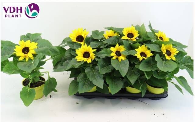 Helianthus an. 'Sunray Yellow'