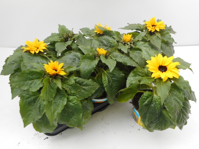 Helianthus an. 'Sunsation' Helianthus an. 'Sunsation'