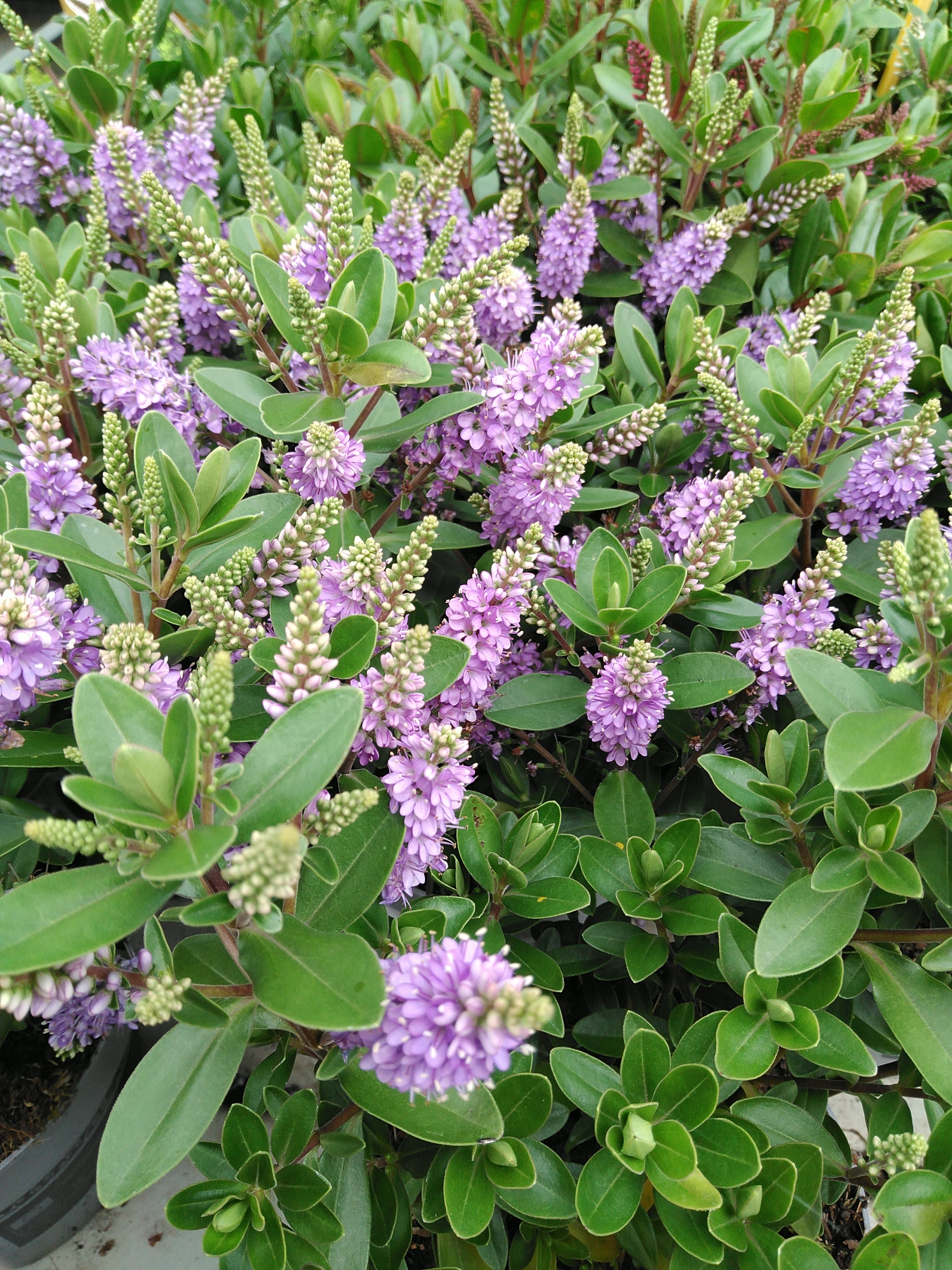 Hebe 'All Blooms'® Mix