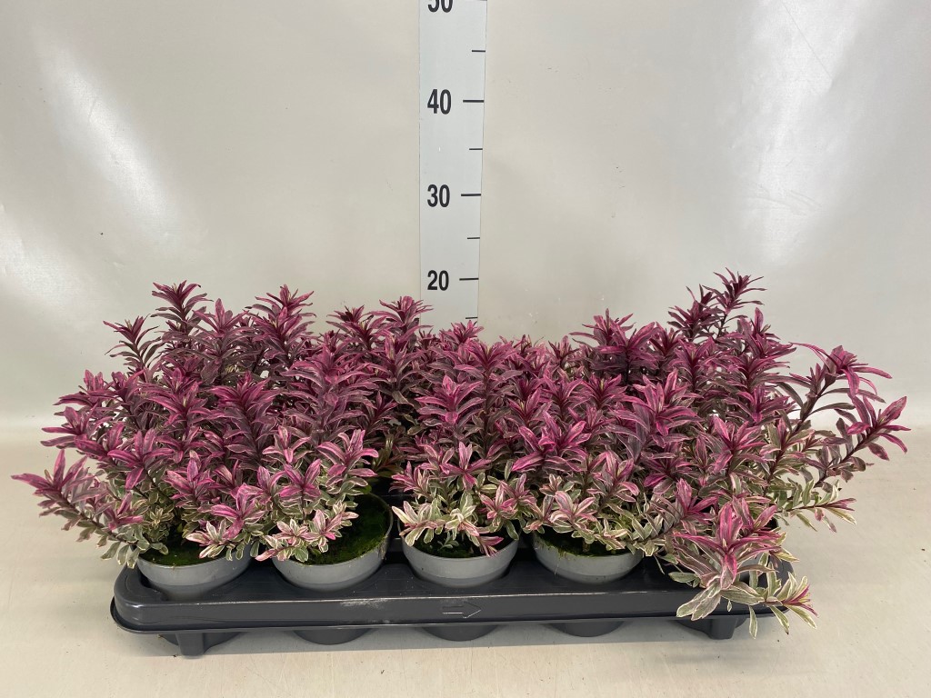 Hebe Magicolor 'Black Magic'