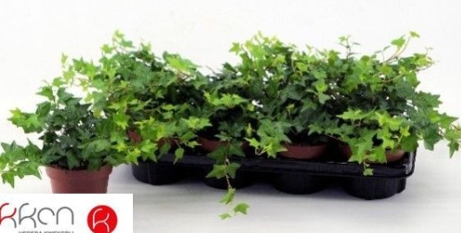 Hedera 'Brenda' Hedera 'Brenda'
