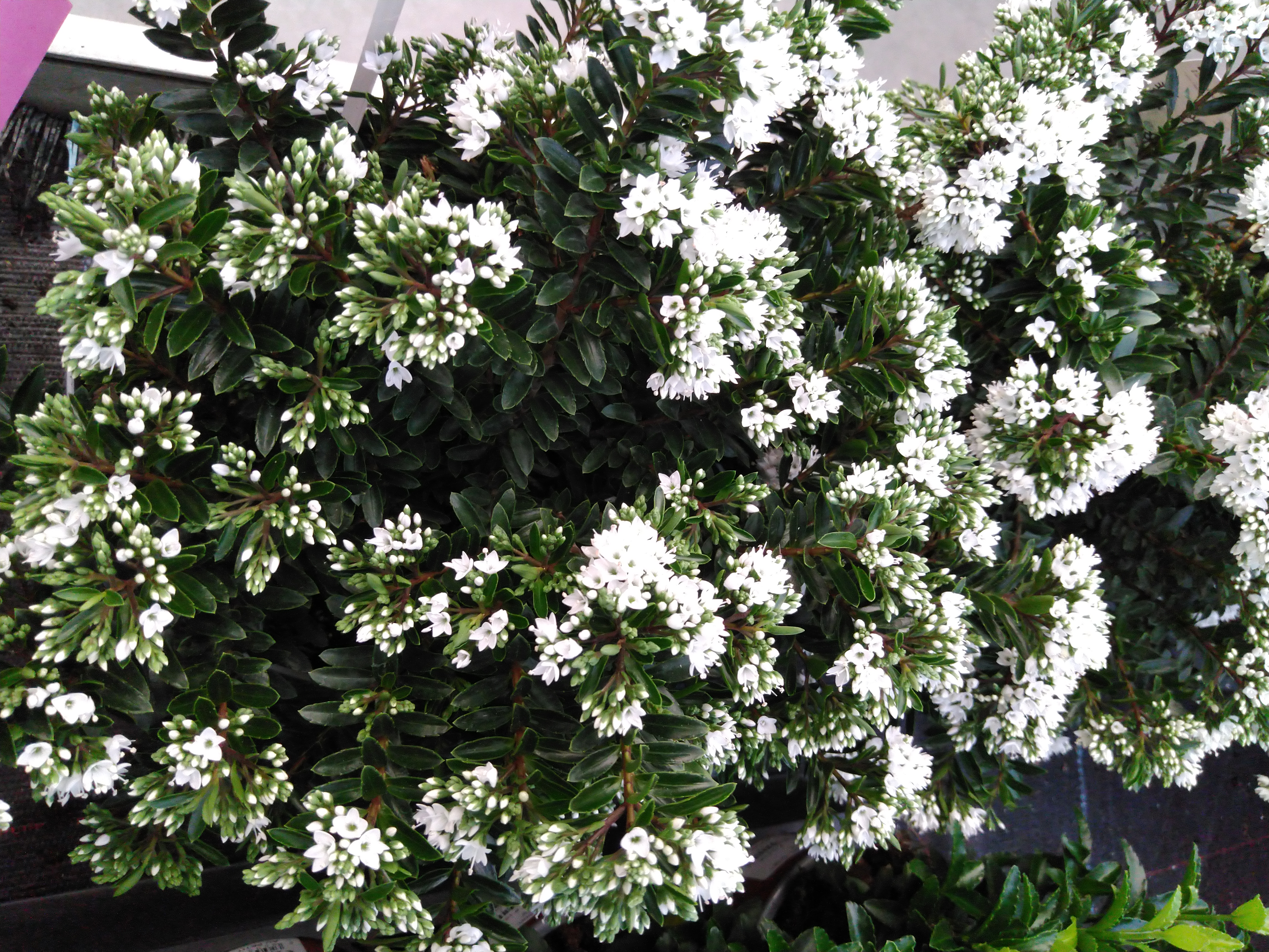 Hebe 'Celina'