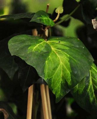 Hedera colchica 'Sulphur Heart' Hedera colchica 'Sulphur Heart'