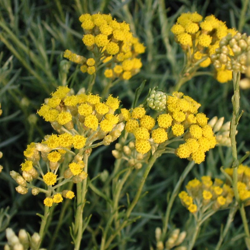 Helichrysum it. 'Darlington' Helichrysum it. 'Darlington'