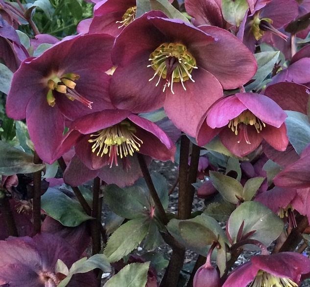 Helleborus frostkiss 'Anna's Red' Helleborus frostkiss 'Anna's Red'