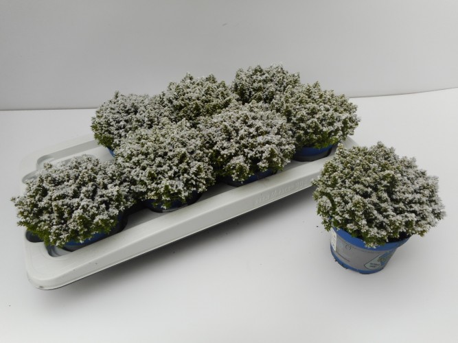 Hebe 'Green Globe' met sneeuw Hebe 'Green Globe' met sneeuw