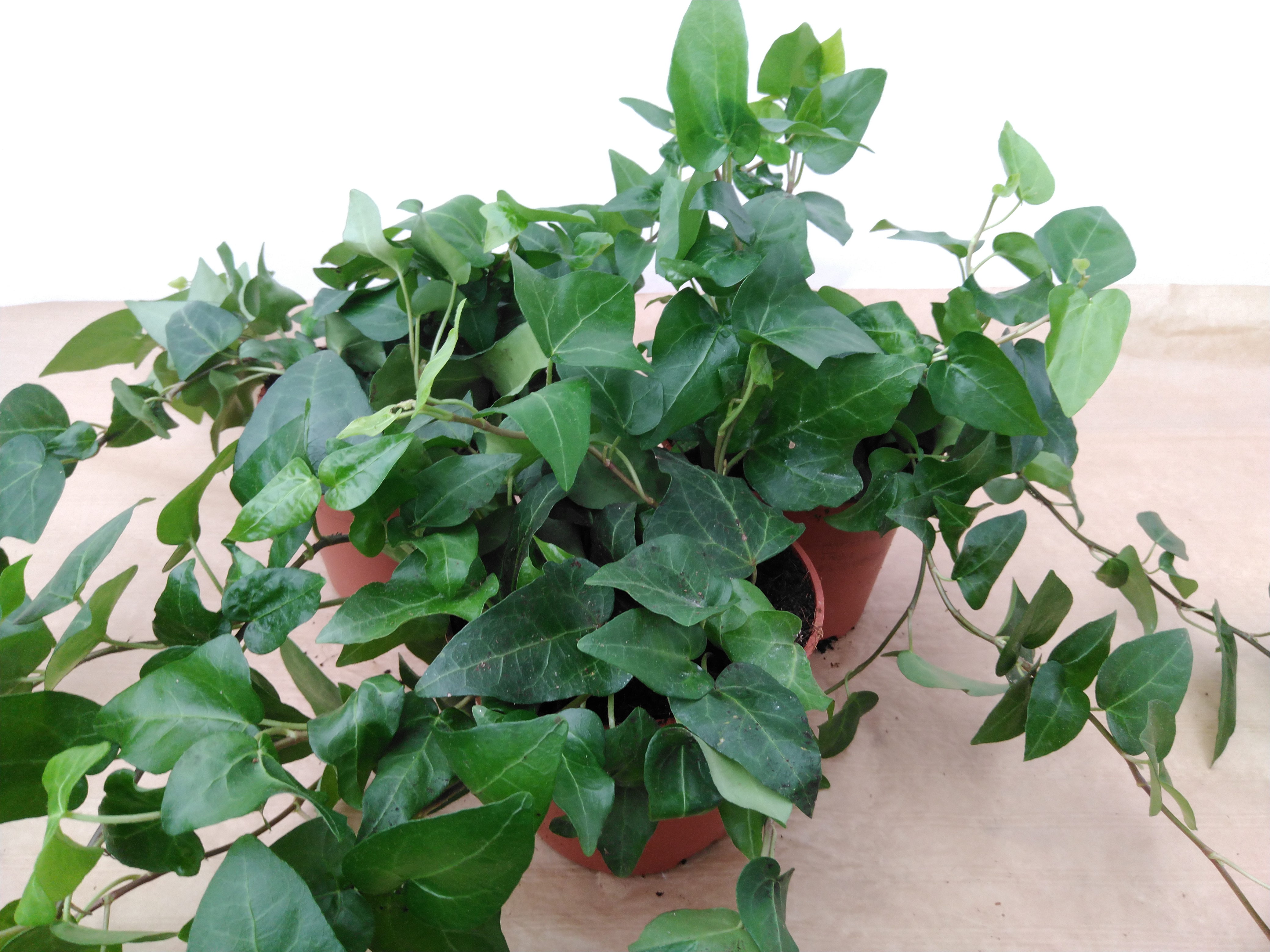 Hedera 'Green Leafed Groen'