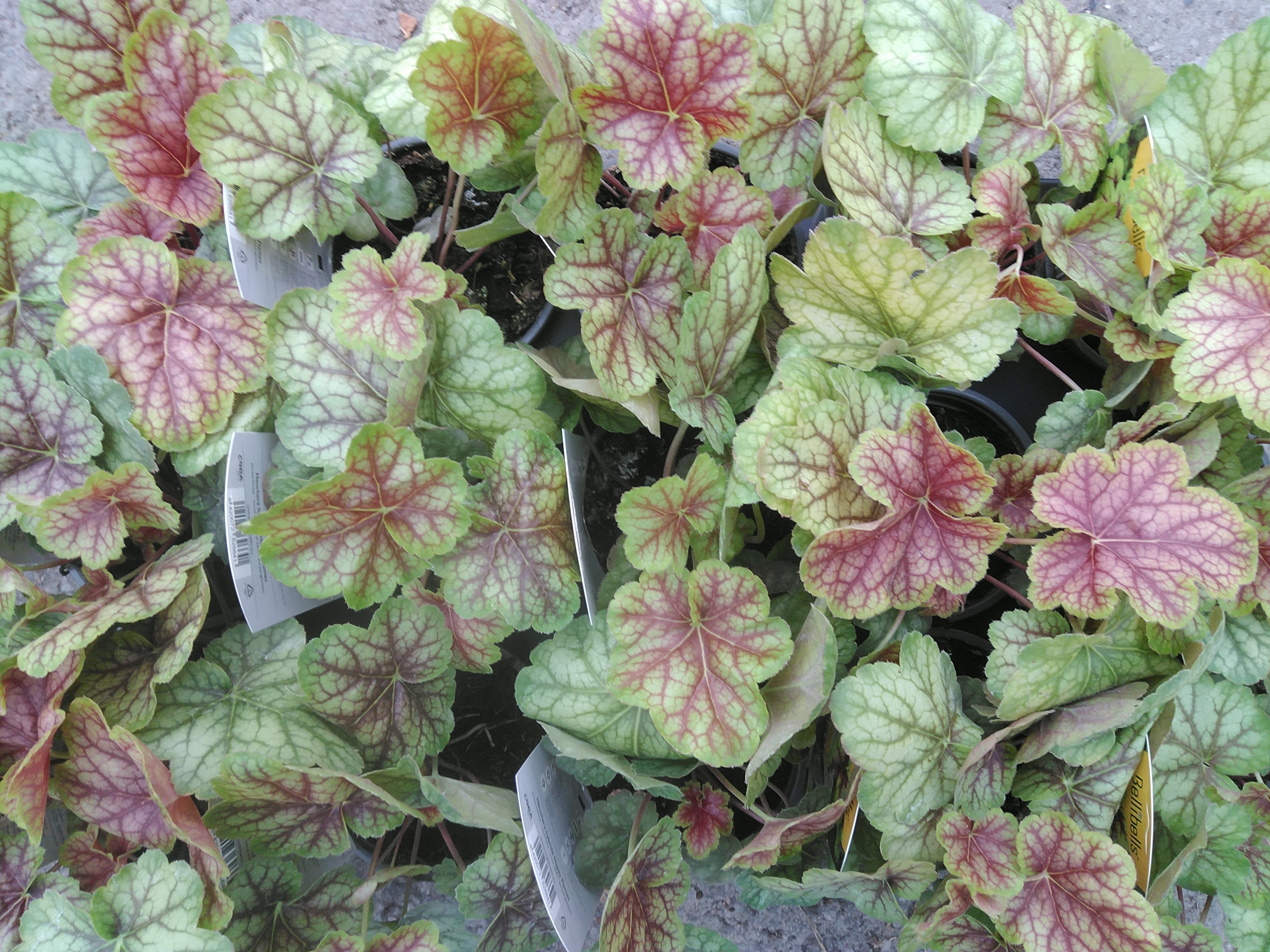 Heuchera hybr. 'Happy Flames' ®