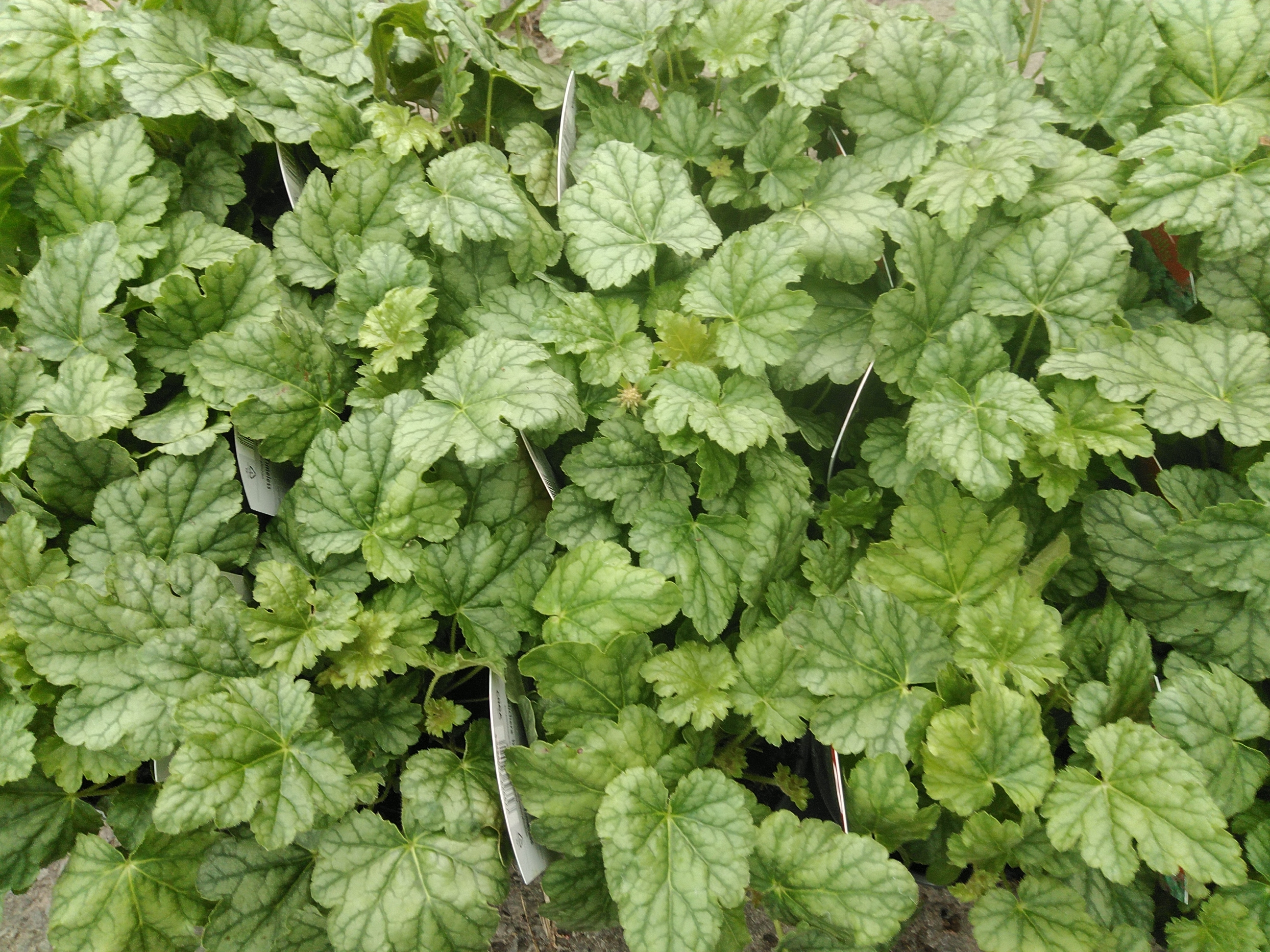 Heuchera hybride Berry Timeless