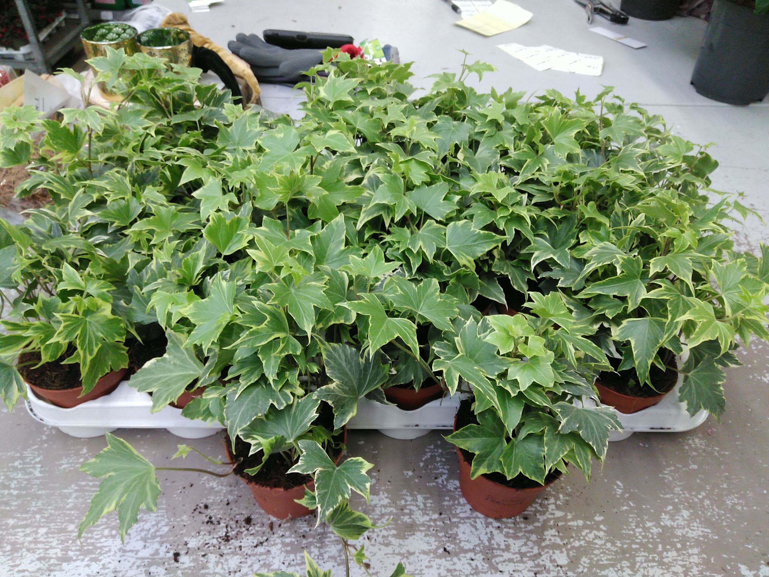 Hedera Geelbont