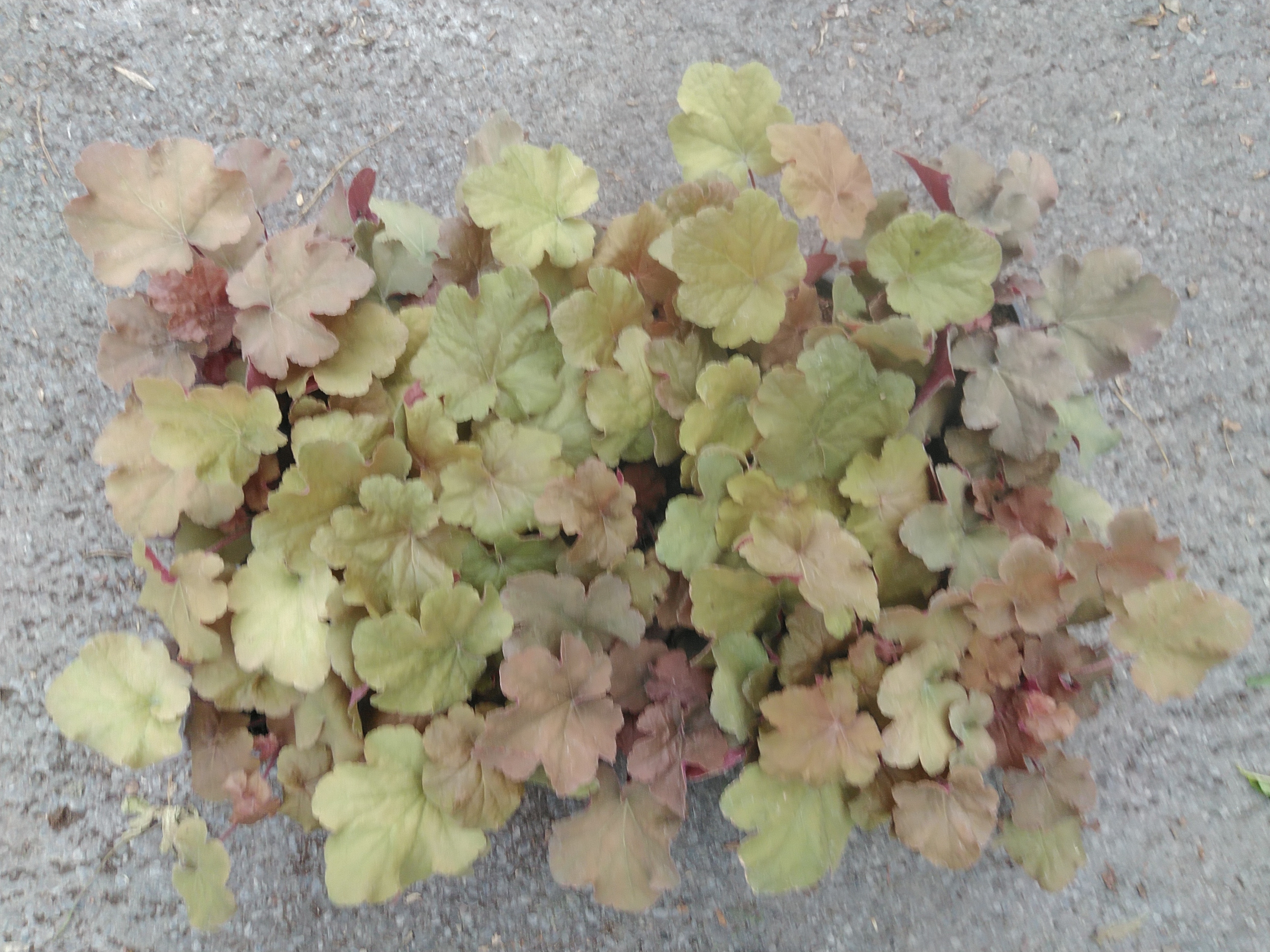 Heuchera hybride Caramel