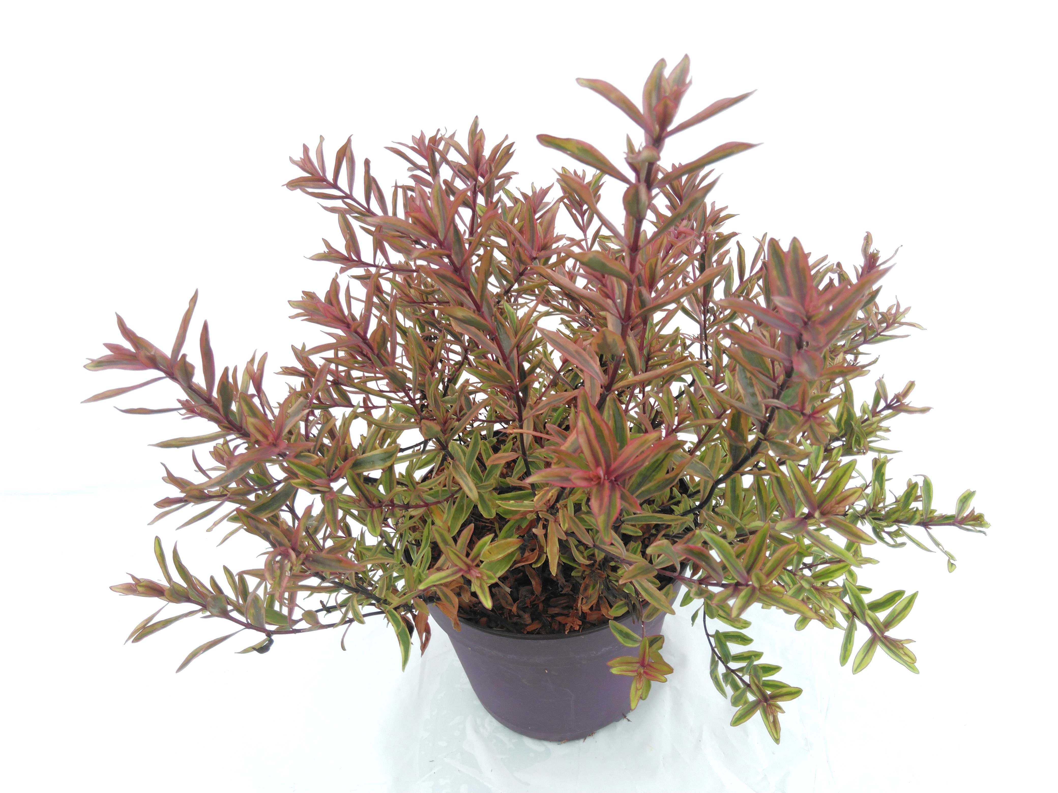 Hebe 'Heartbreaker'®