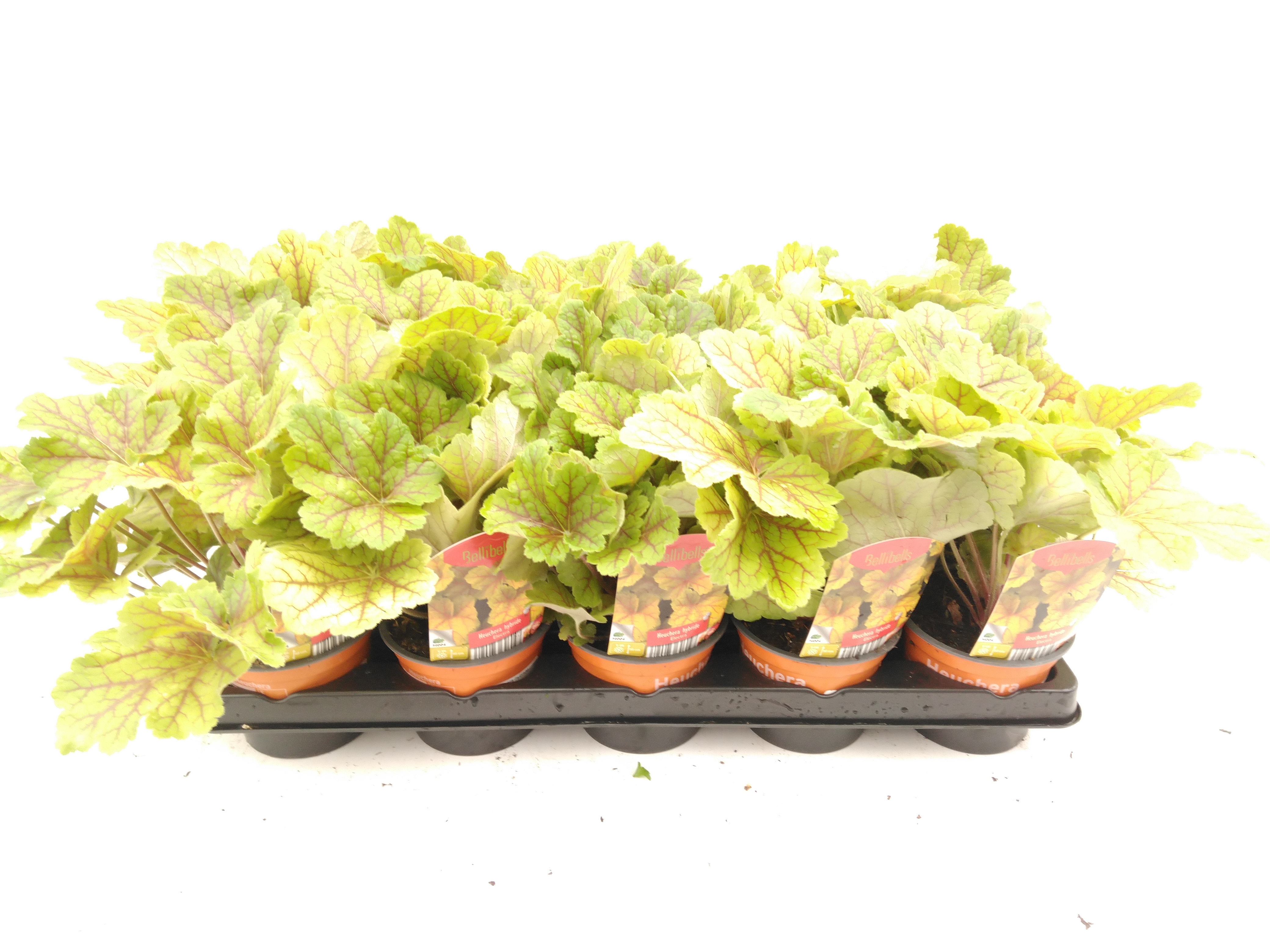 Heuchera hybride Elektra