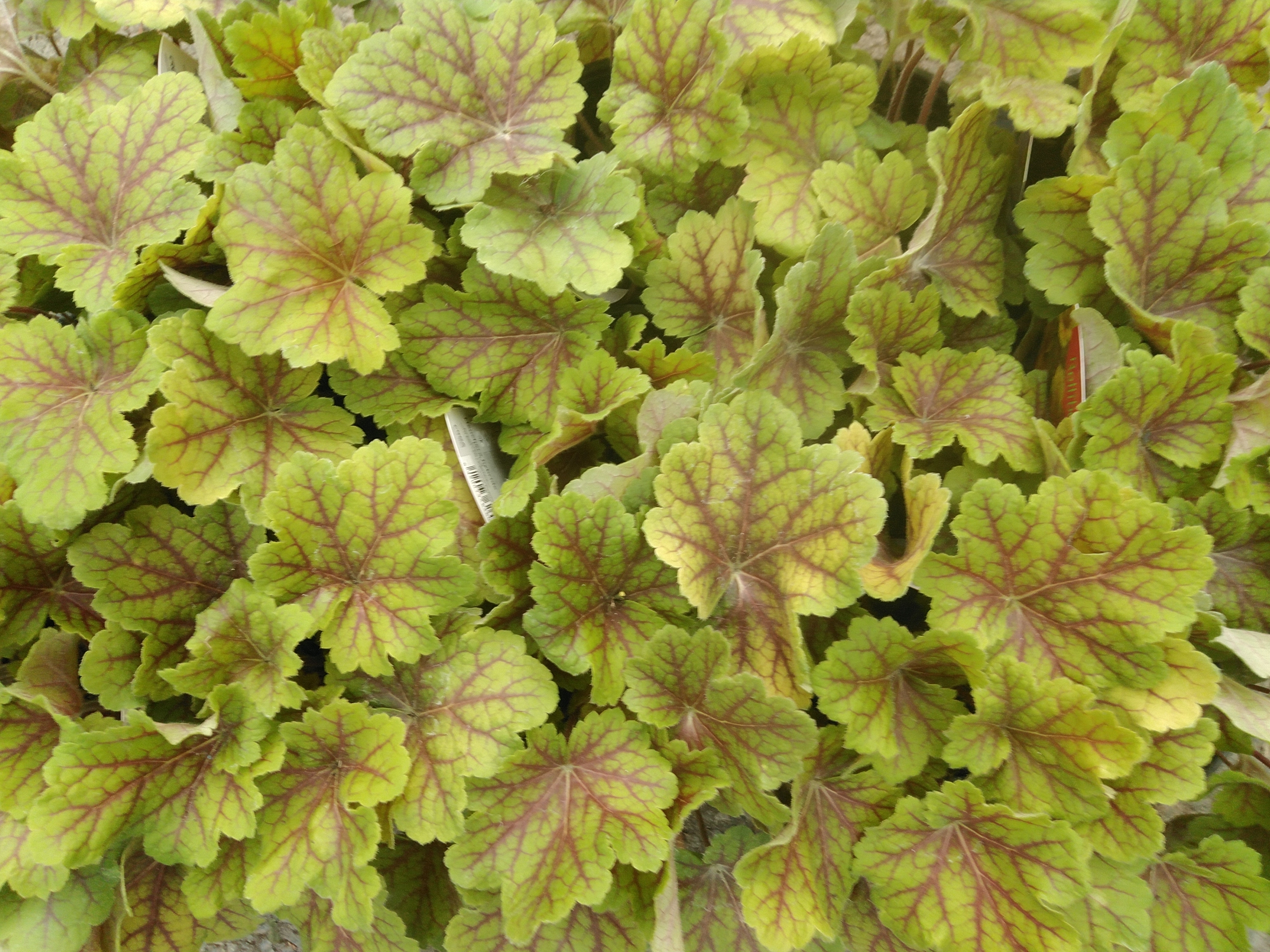 Heuchera hybride Elektra