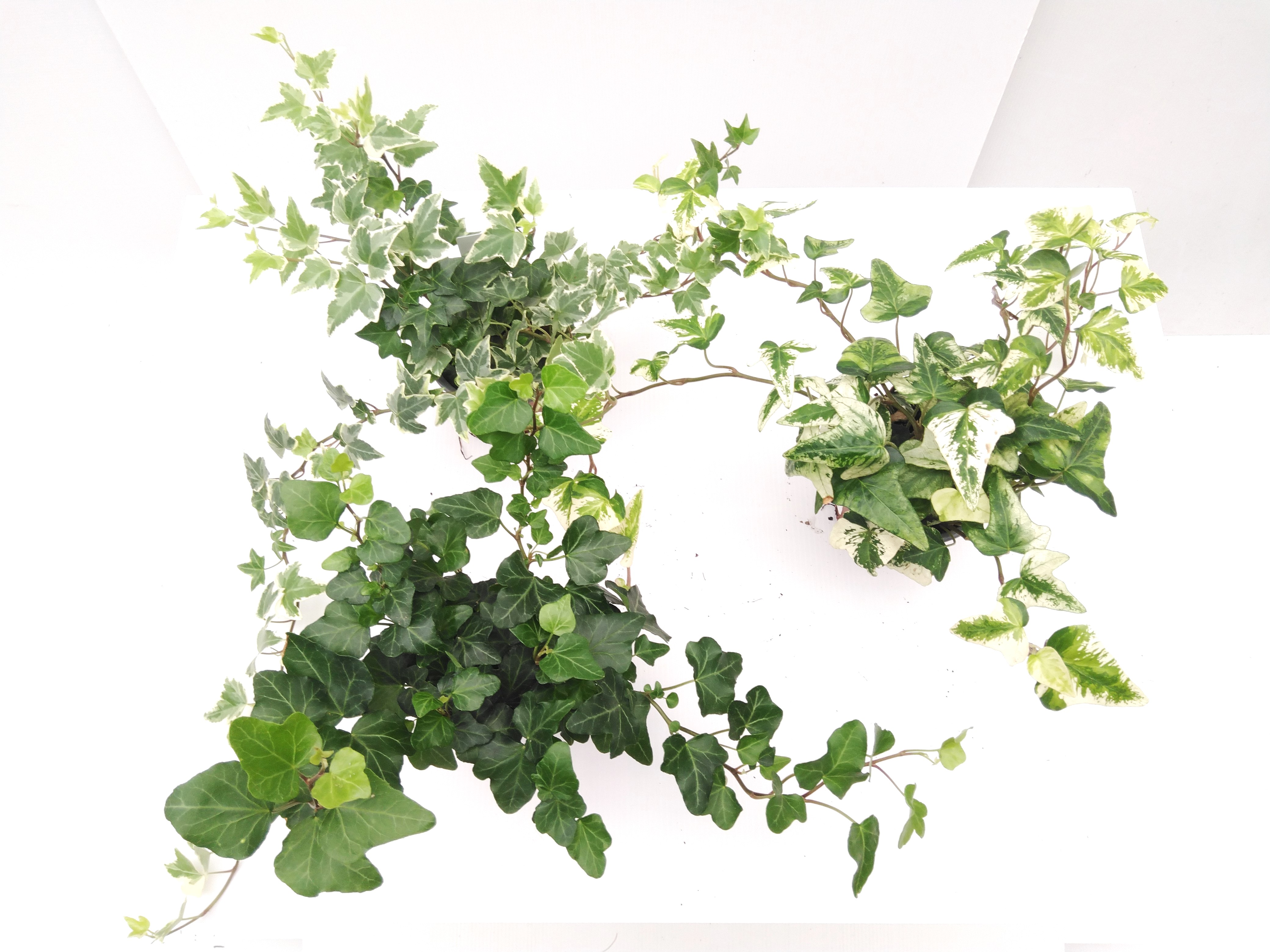 Hedera helix in soorten / Klimop / Lierre