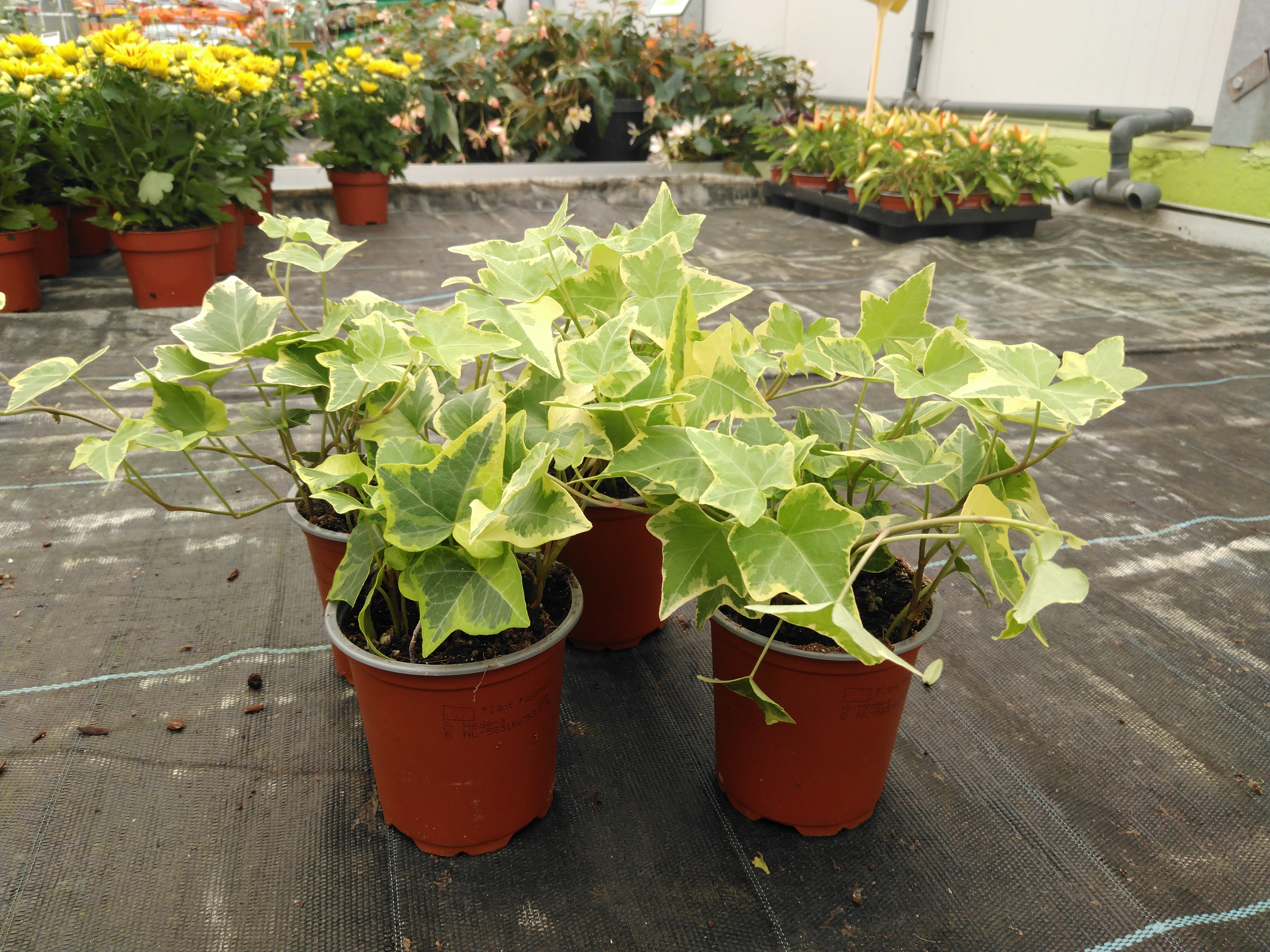 Hedera helix 'Goldchild' Hedera helix 'Goldchild'