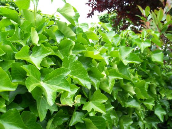 Hedera helix 'Hibernica' Hedera helix 'Hibernica'