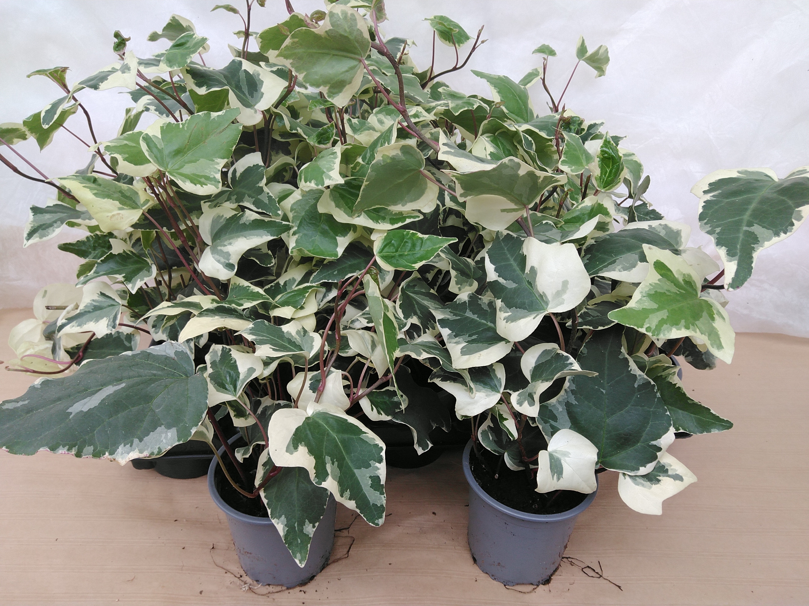 Hedera Hibernica 'Marengo'