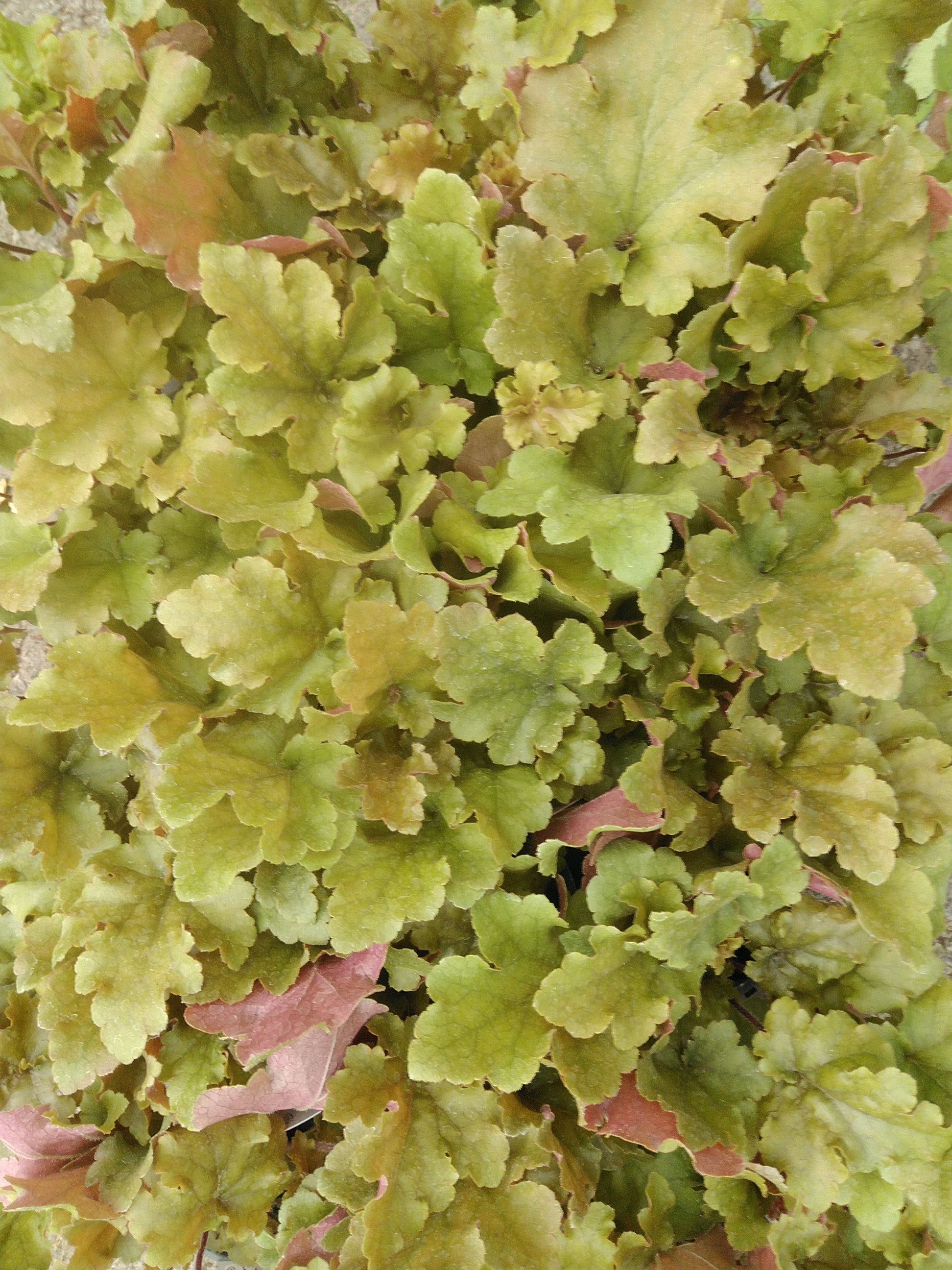 Heuchera hybride Marmalade