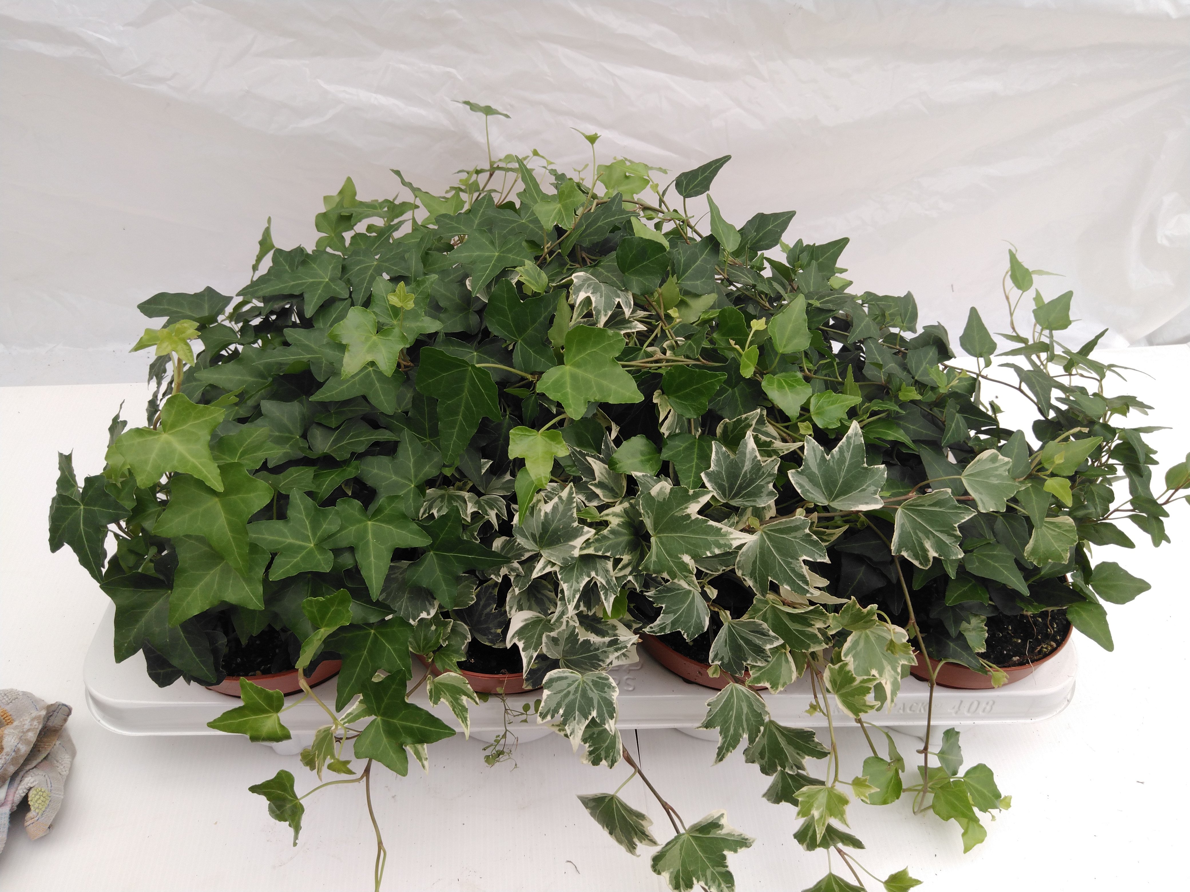 Hedera helix in soorten / Klimop / Lierre