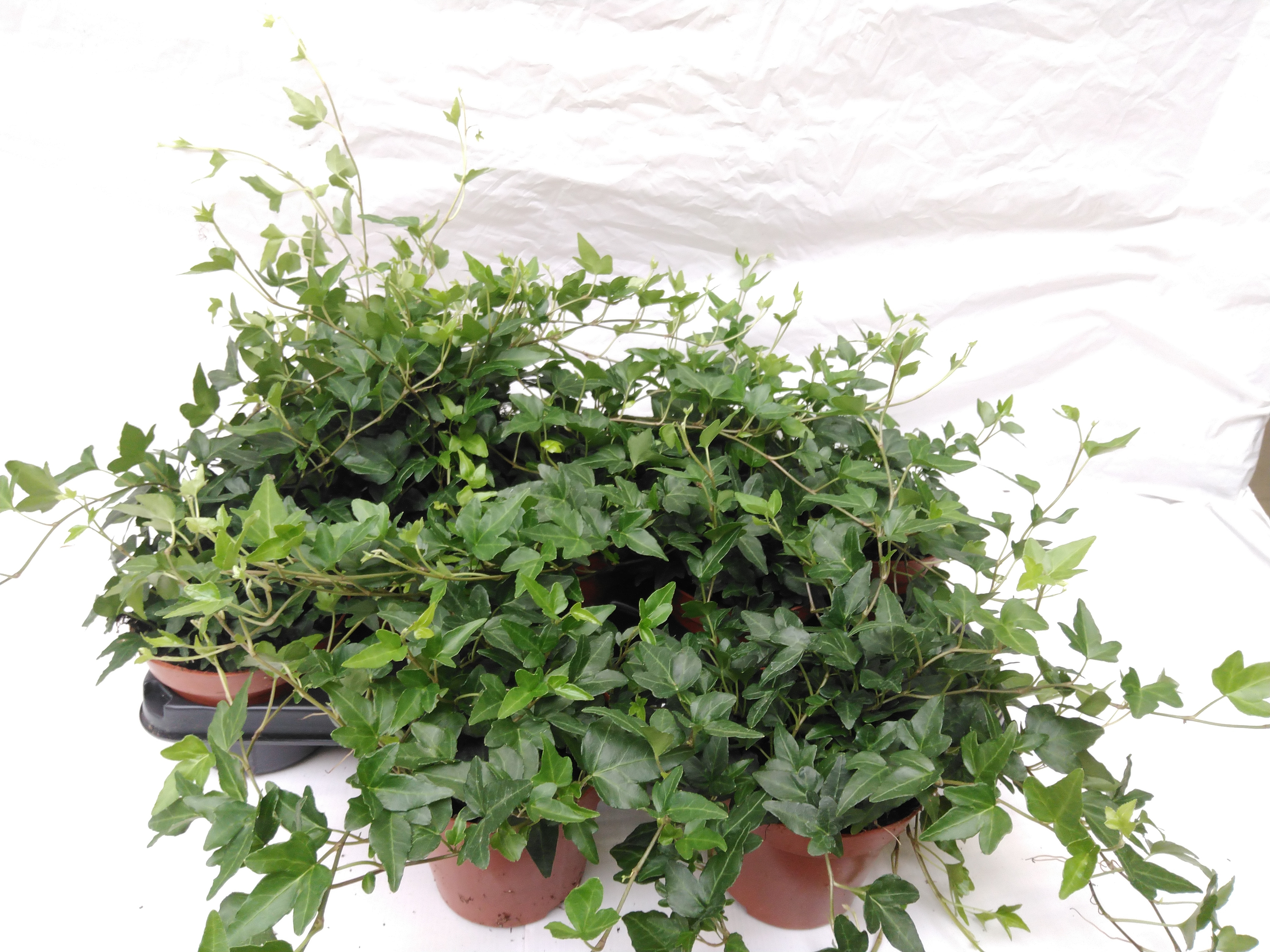 Hedera helix in soorten / Klimop / Lierre