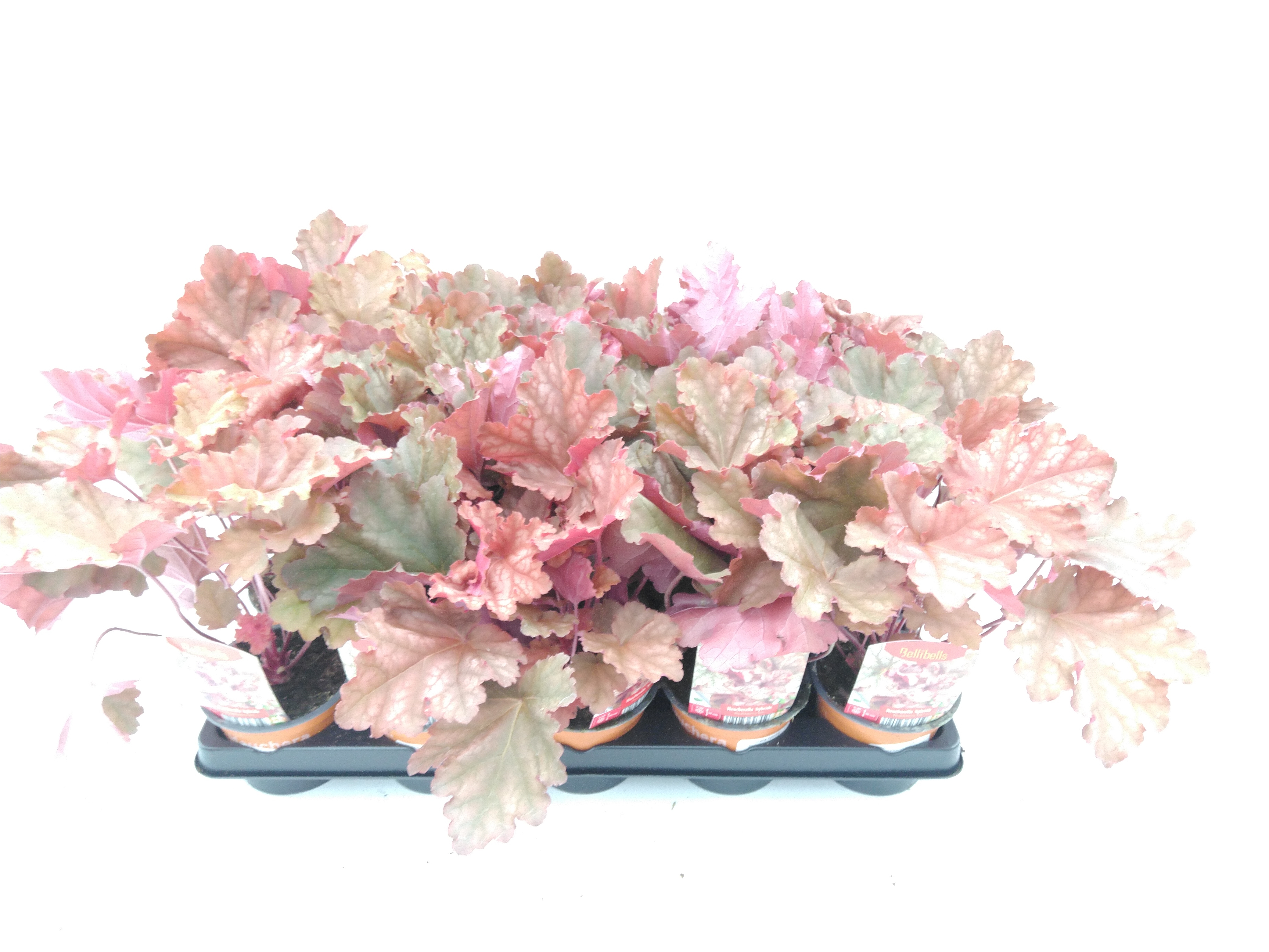 Heuchera hybride Peachberry Ice