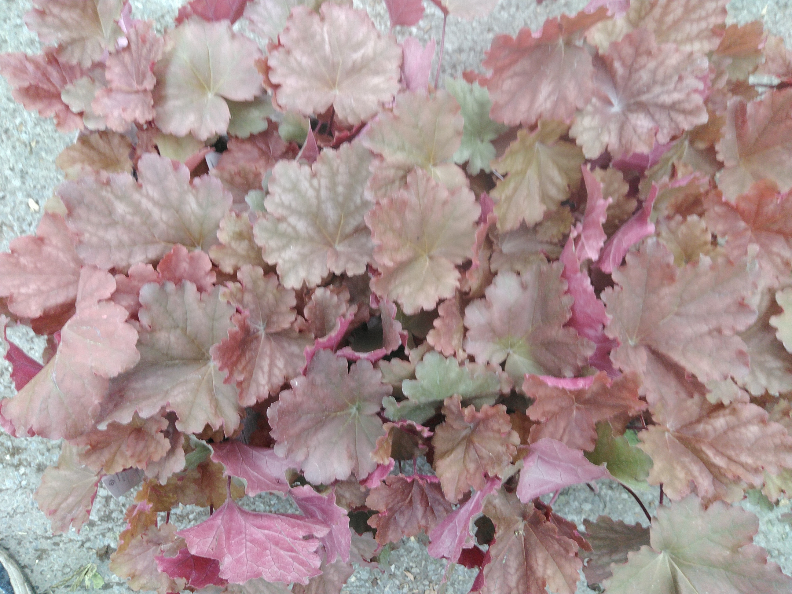 Heuchera hybride Peachberry Ice