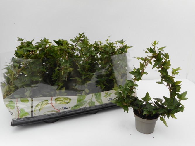 Hedera helix Pyramide