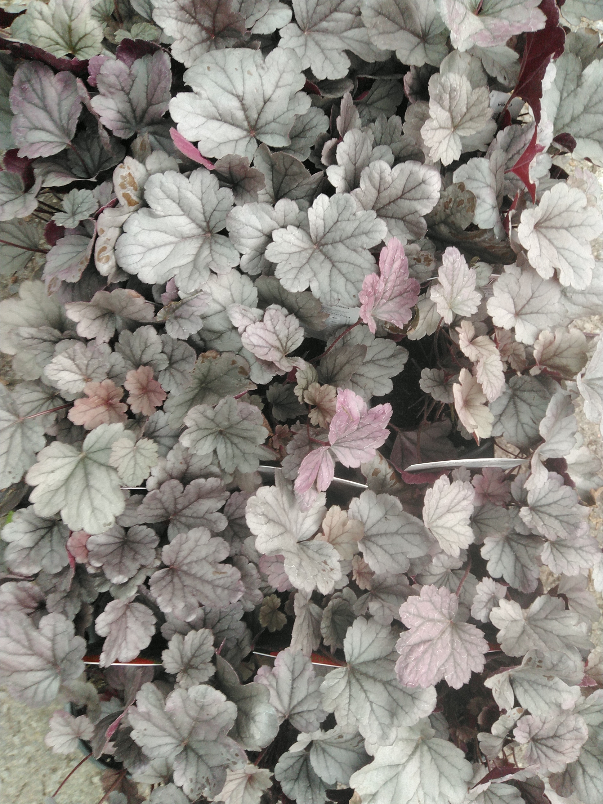 Heuchera hybride Silver Gumdrop