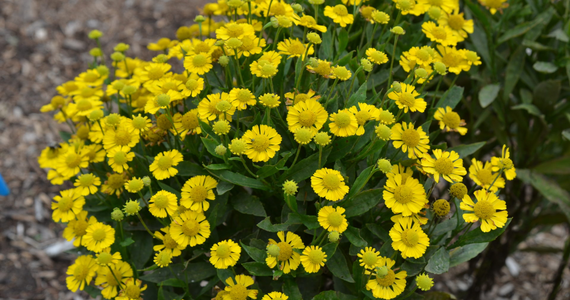 Helenium hybr. 'Sombrero' ®