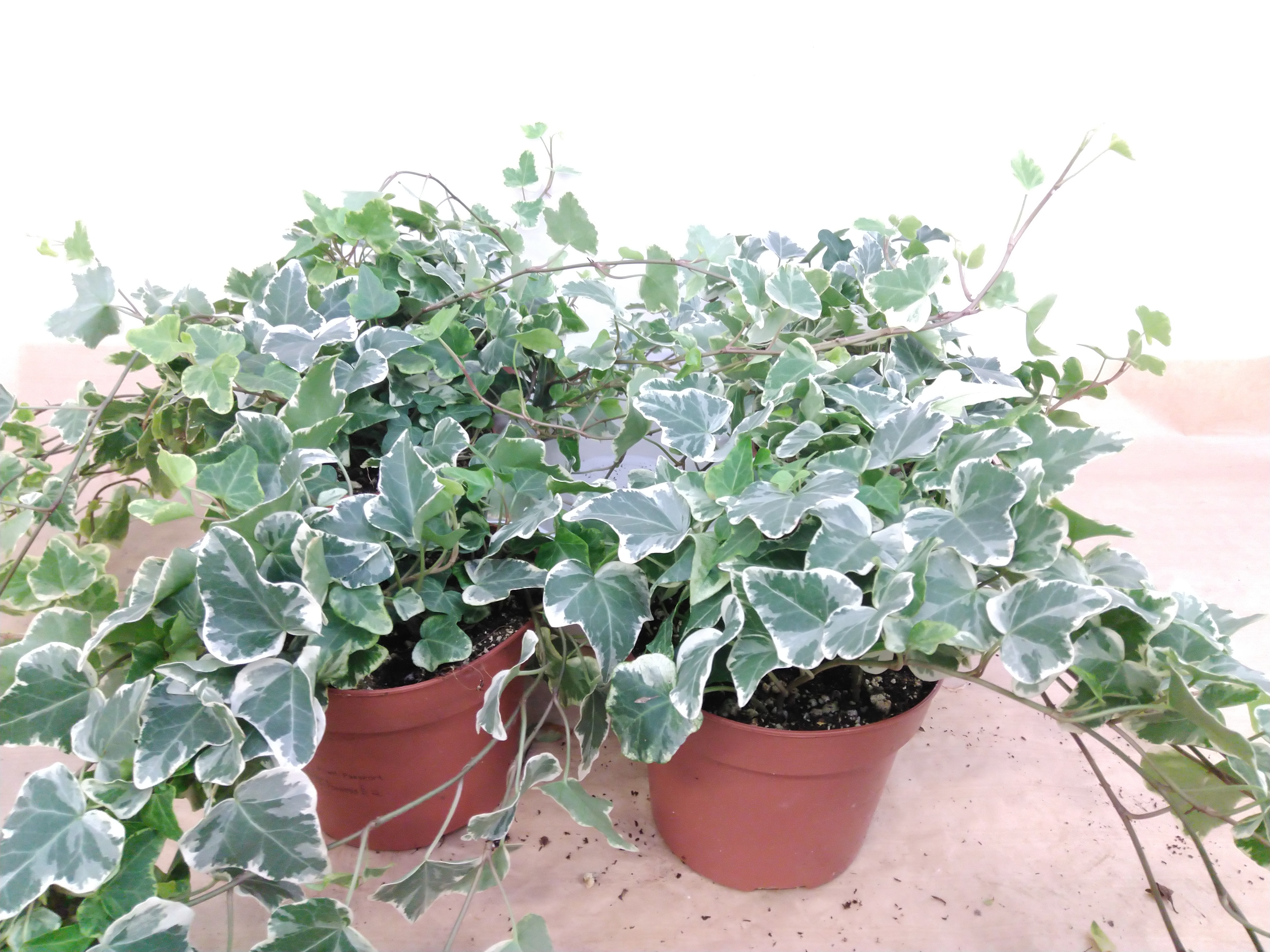 Hedera helix 'White Wonder'