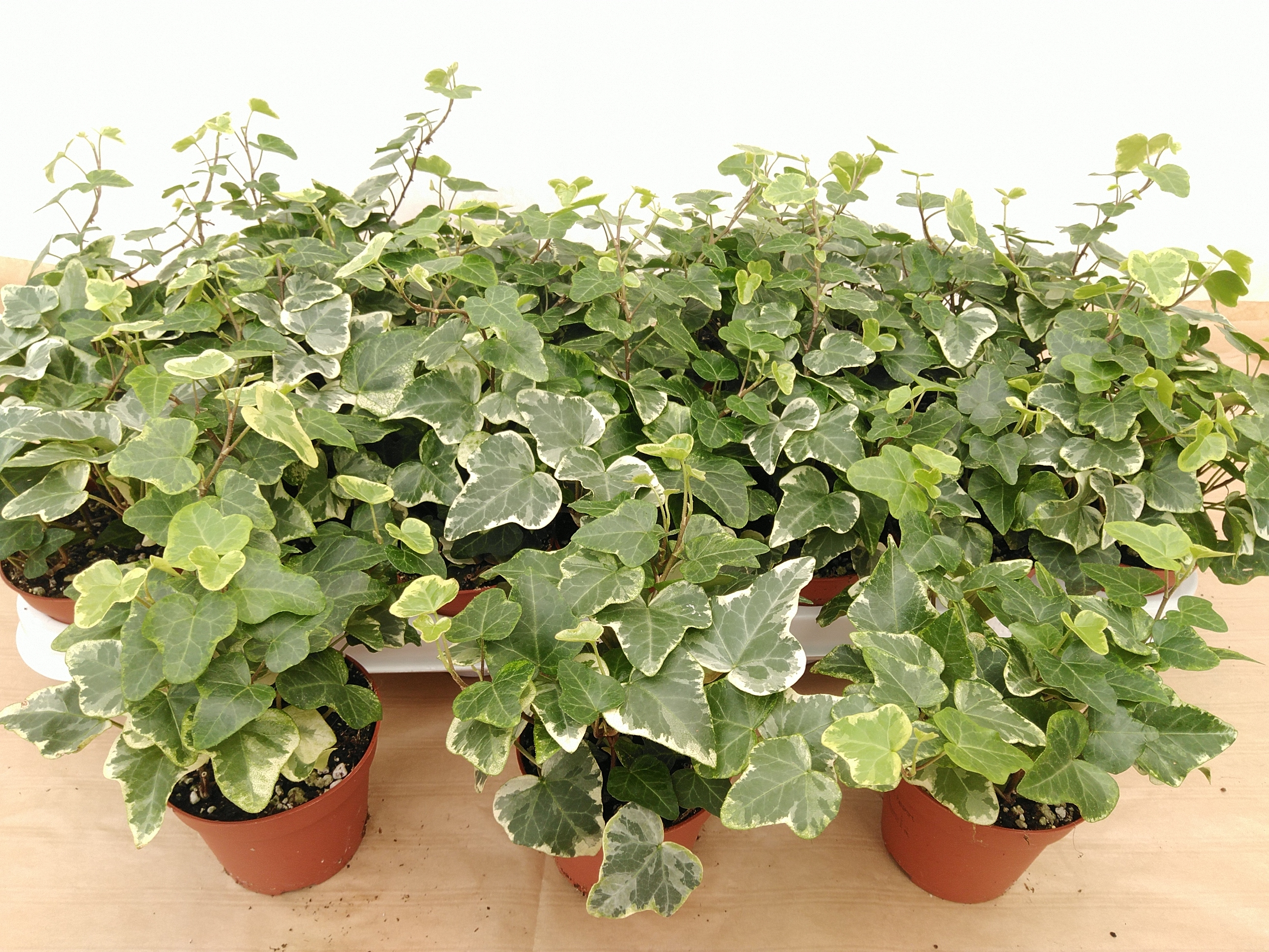 Hedera helix 'White Wonder' Hedera helix 'White Wonder'
