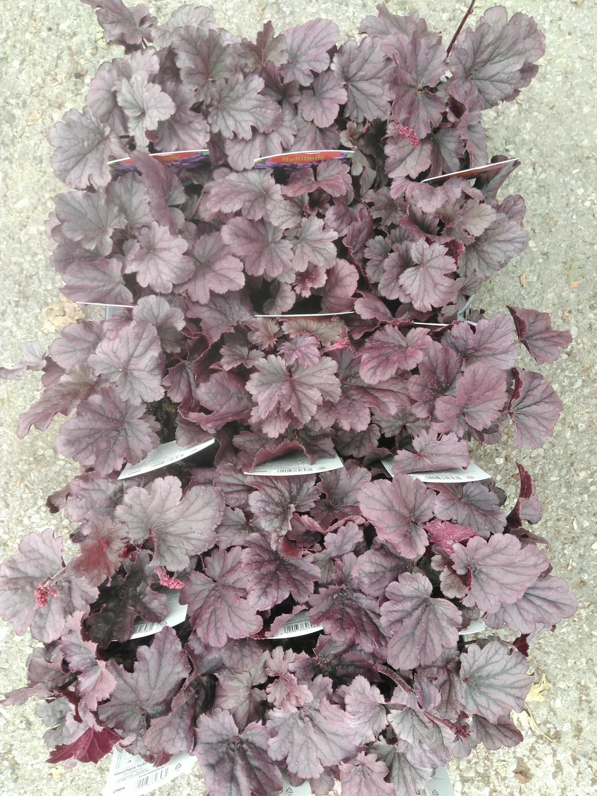 Heuchera hybride Wildberry